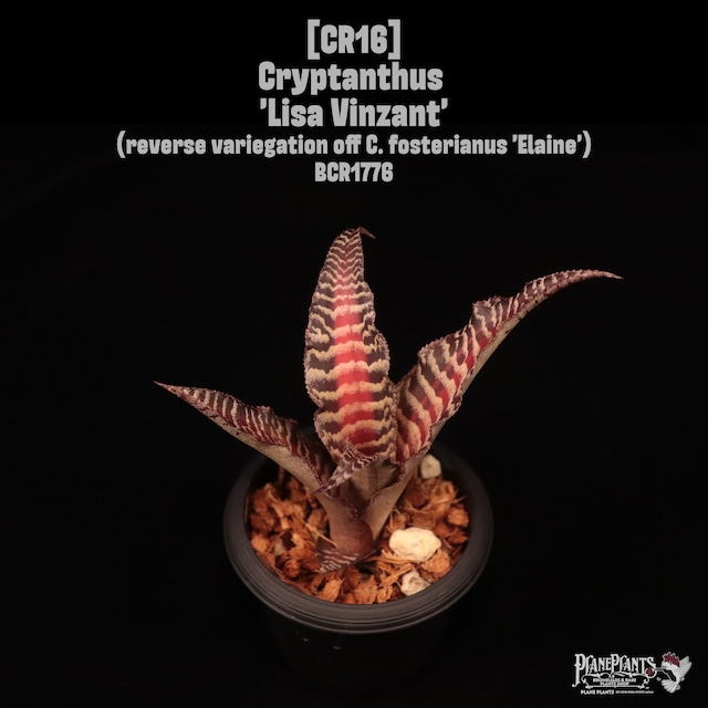 Cryptanthus dianae Type Plant / L3872 from Elton Leme〔クリプタンサス〕CR12