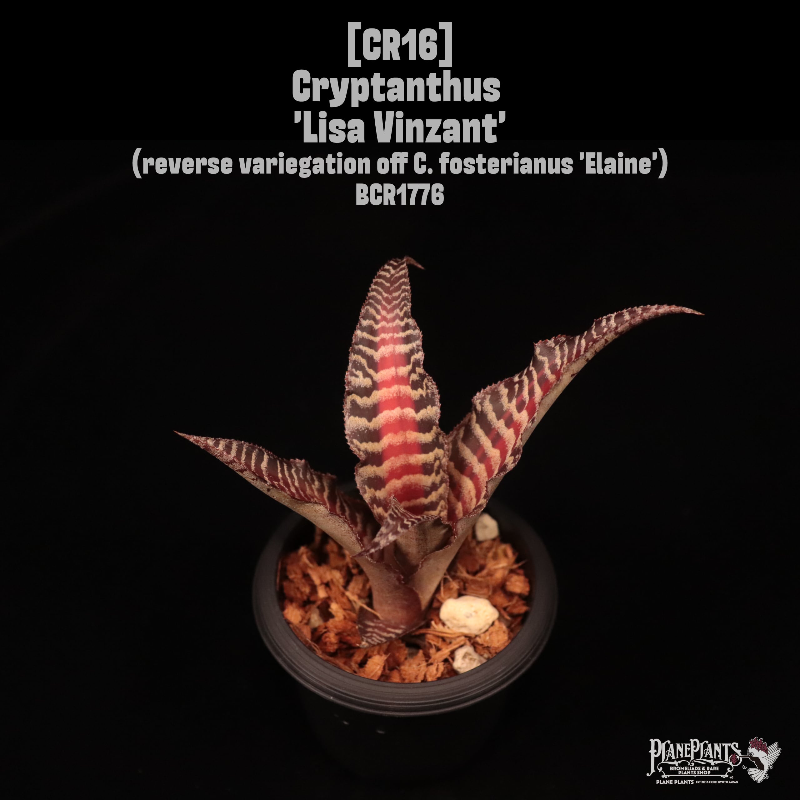 Cryptanthus 'Lisa Vinzant'〔クリプタンサス〕CR16