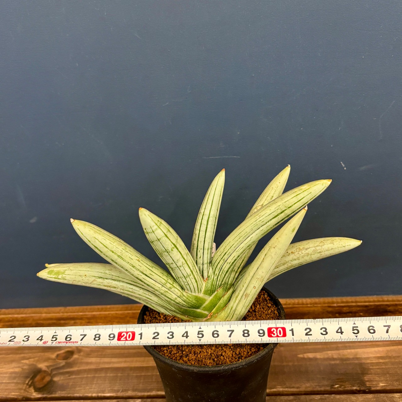 サンスベリア(サンセベリア)　アイスマン【87】