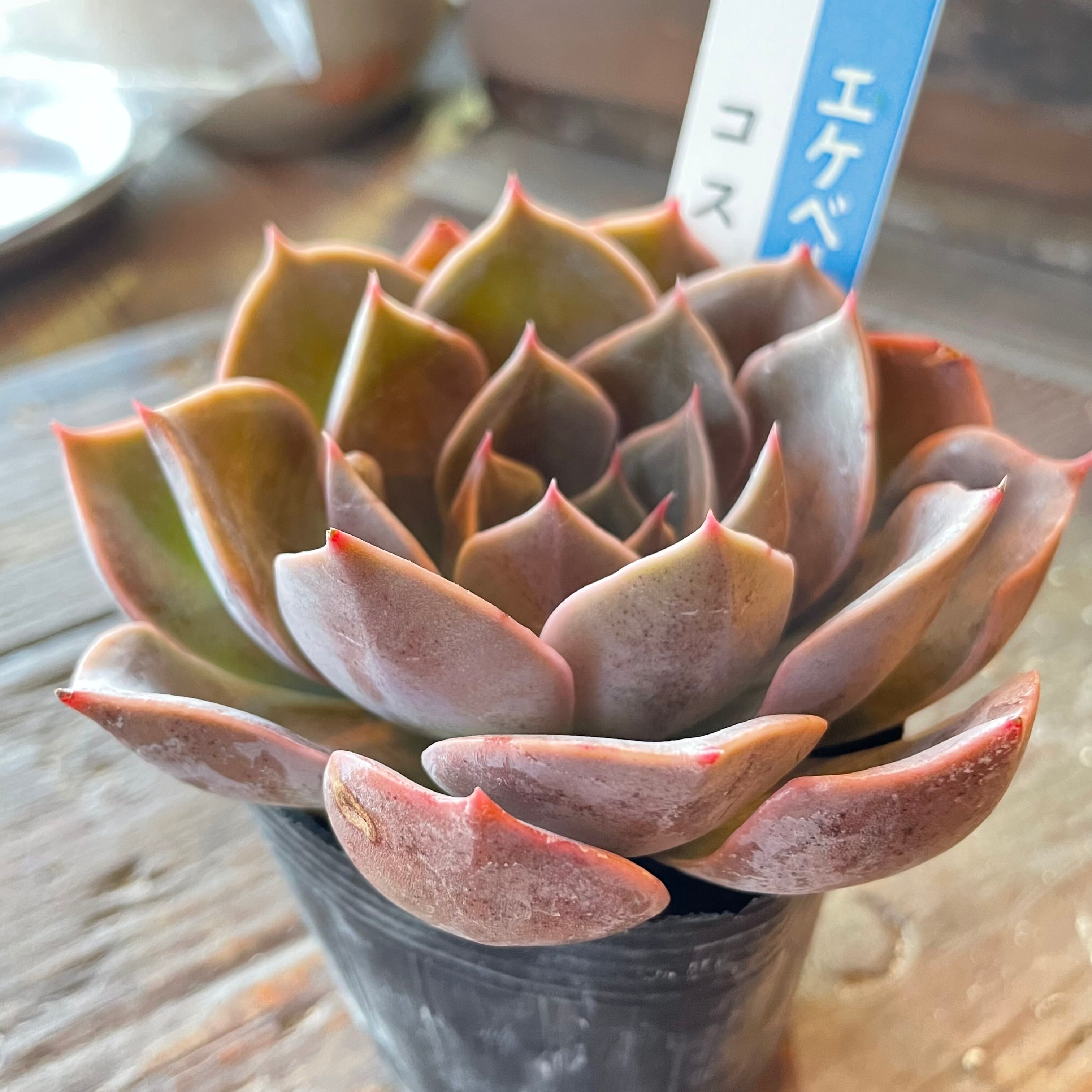 eb31b5bd7146e1be1f8d2b73c712bf