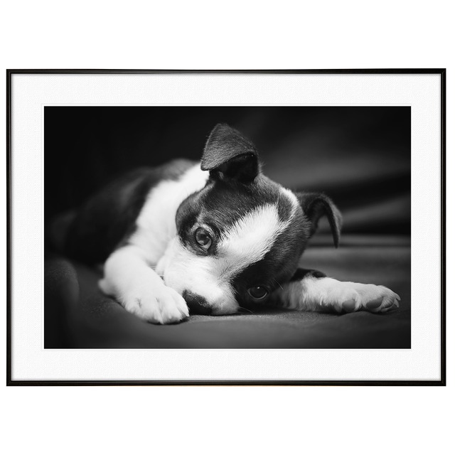 動物写真 犬 ボストンテリア インテリア モノクロアートポスター額装 AS1149