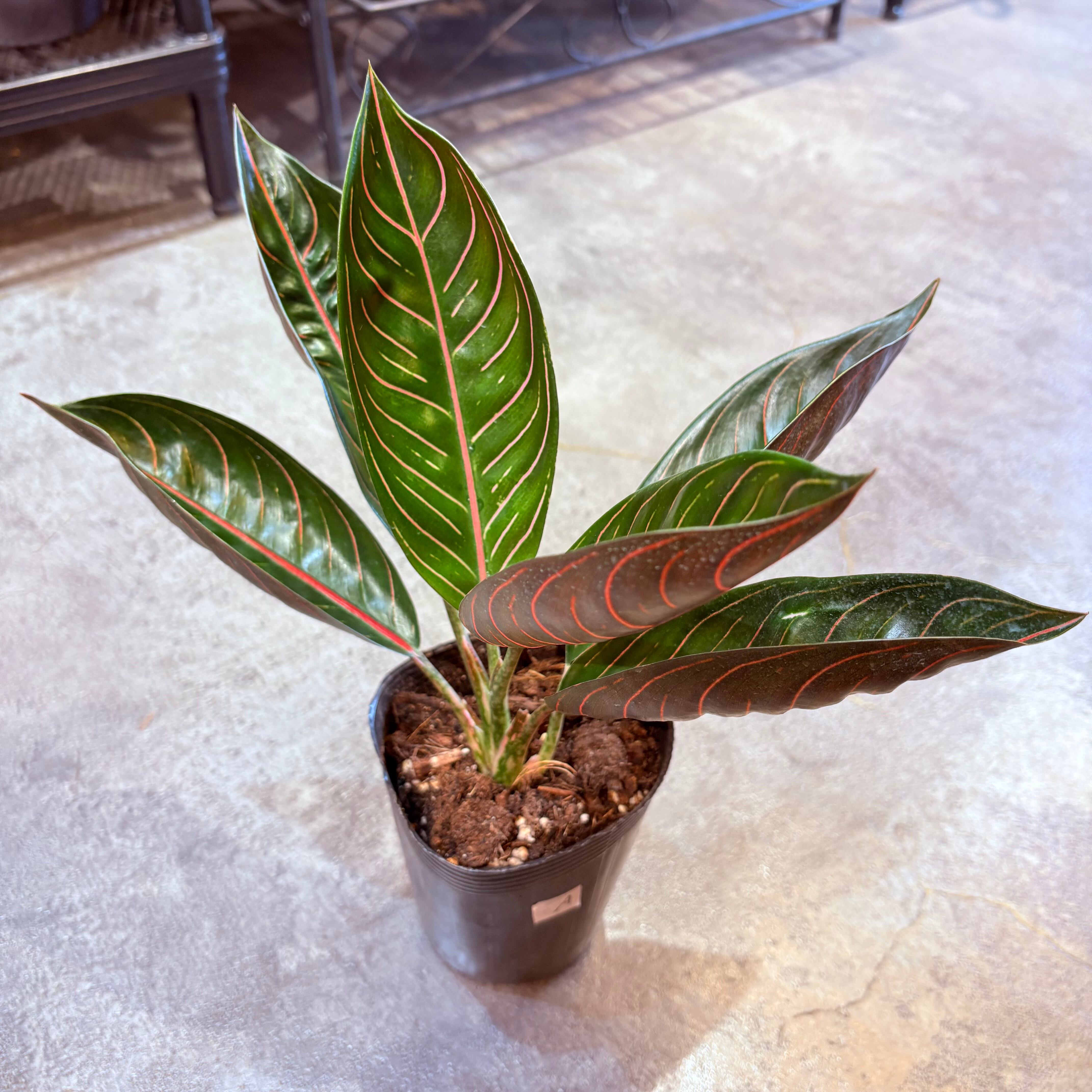 アグラオネマ ブラックスマトラ 3.5号 A | Green Vibes 宇都宮市の観葉