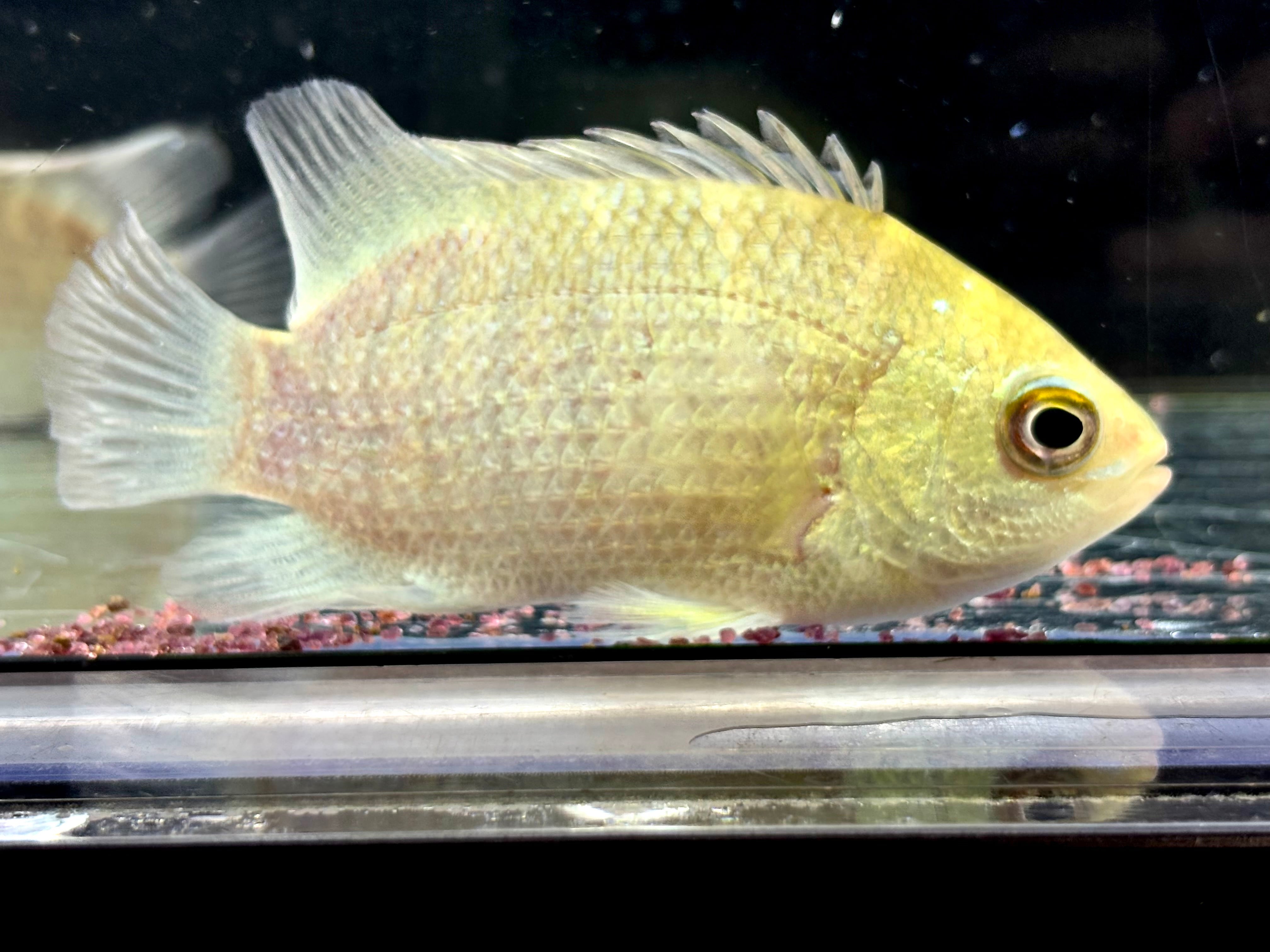 4mm】アカガネオオコブハムシ 赤銅色 コメツキムシ昆虫標本甲虫