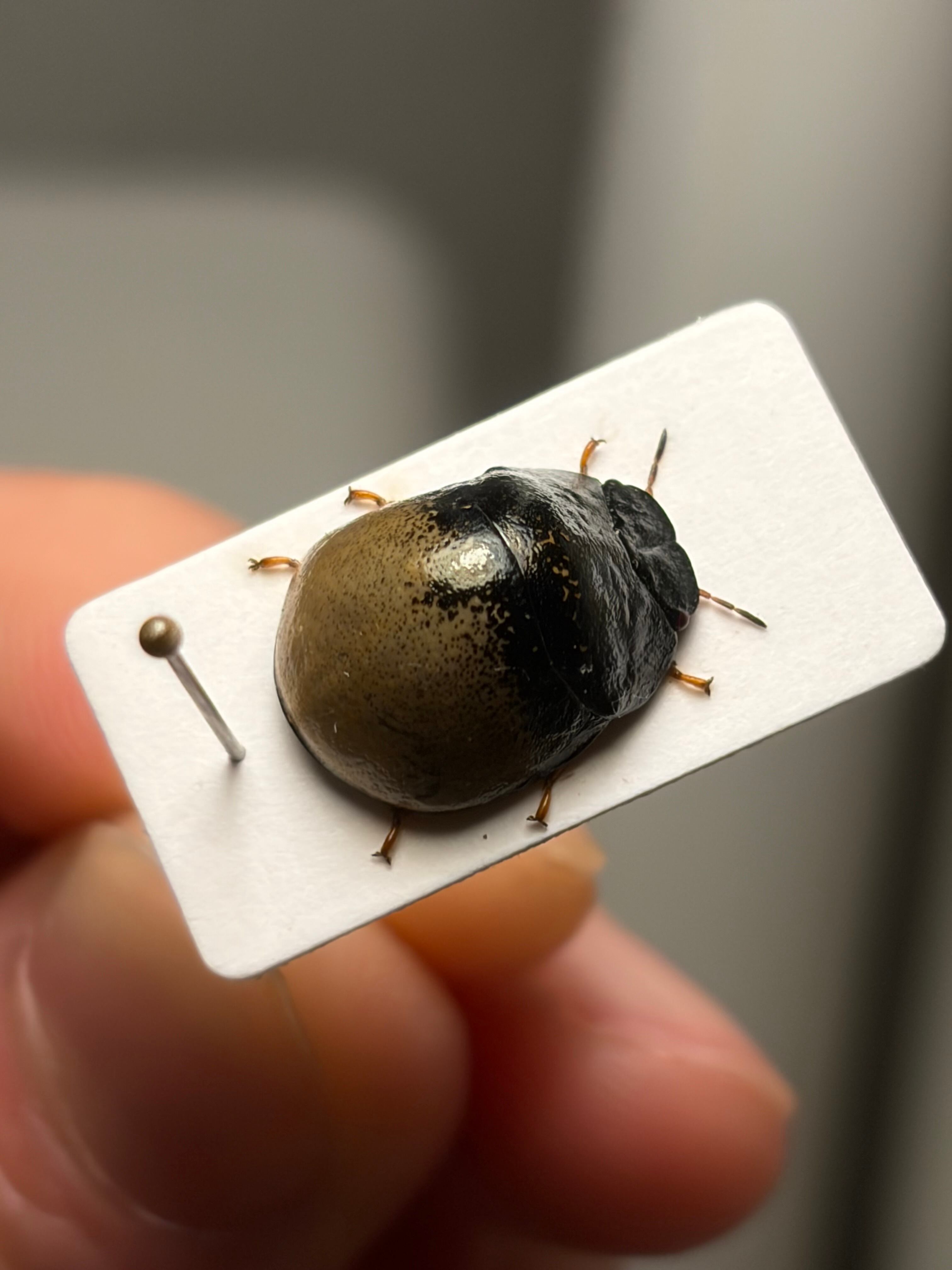 12mm♀】クワガタマルカメムシ 昆虫標本 ゾウムシ ハムシ フンチュウ