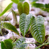 Anthurium Veitchii / アンスリウム・ベイチー【お得なまとめ売り】