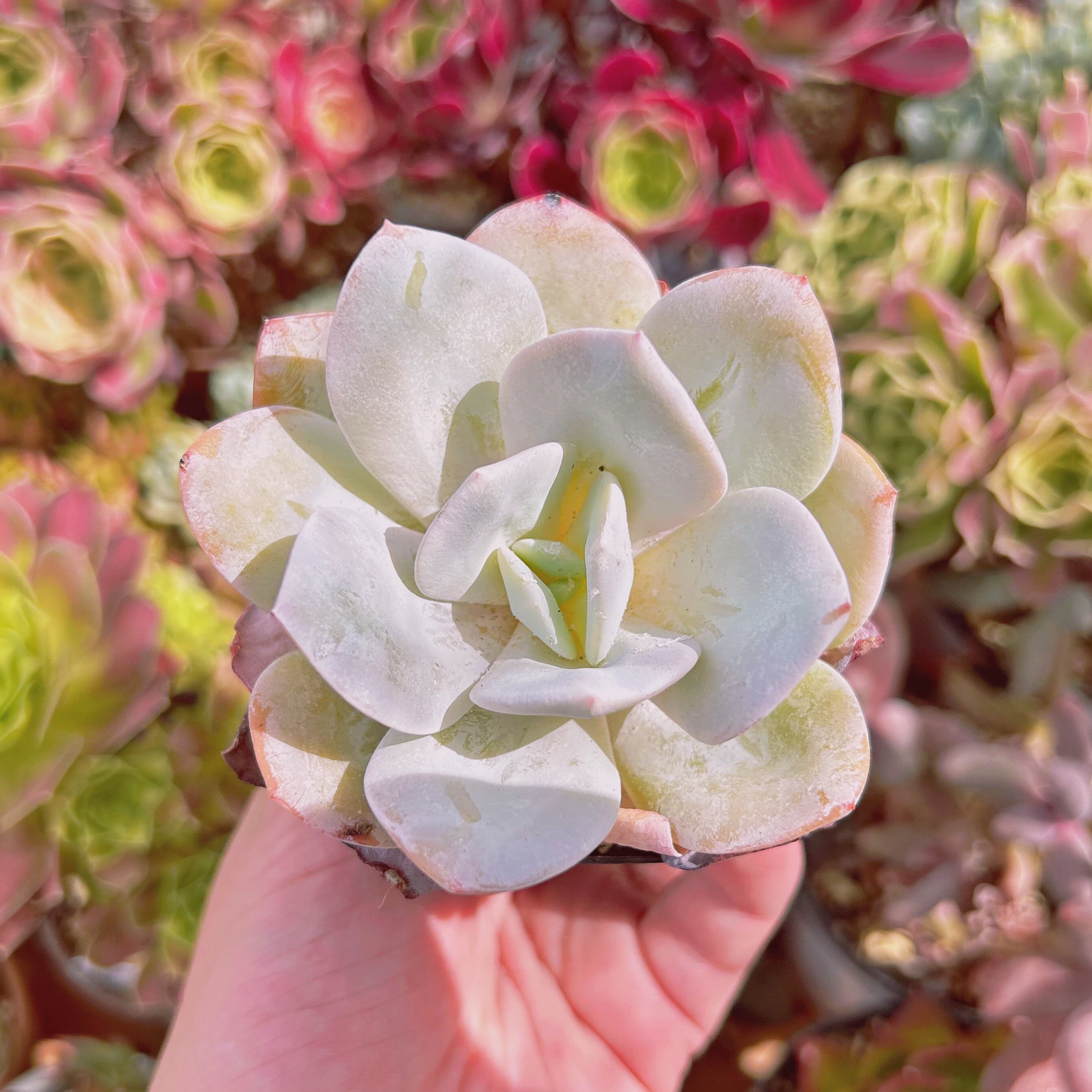 #1158現物　多肉植物　ミルキーティ　抜き苗