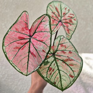 《Caladium Khumthong 》 カラジウム クムトーン 観葉植物 葉色 アロイド