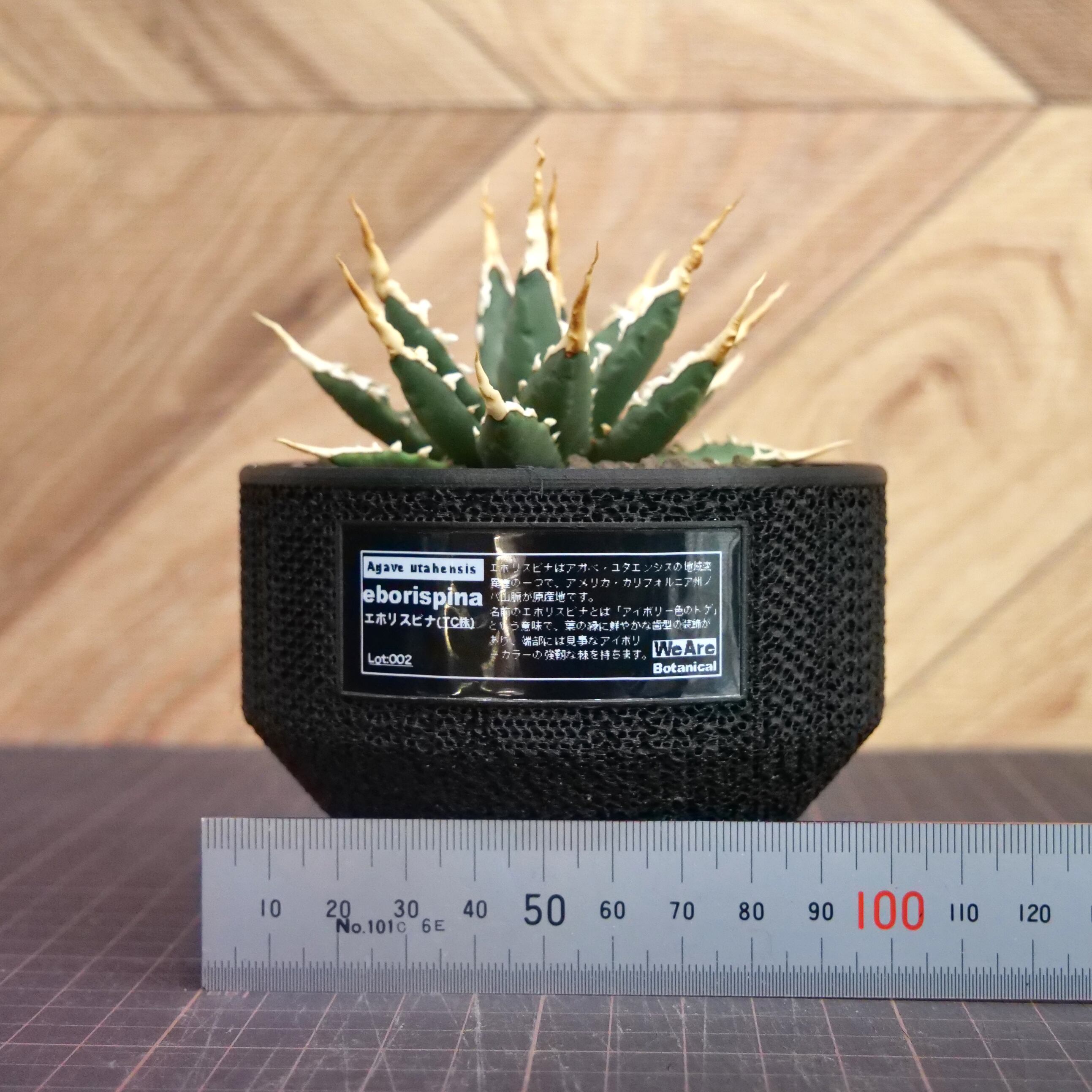 Agave utahensis eborispina アガベ エボリスピナ（実生3年） / 中株