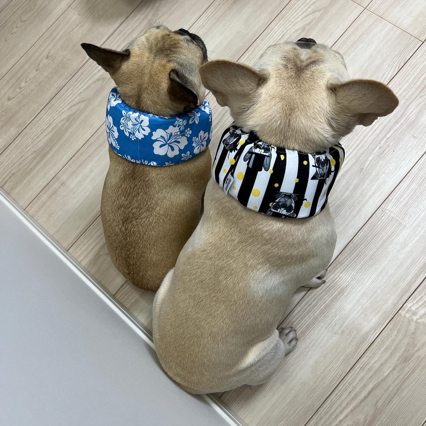 Km695g 犬 夏 暑さ対策 クールネック ひんやり グッズ 保冷剤スヌード 首 裏生地防水 フレンチブルドック クールスヌード おしゃれ かわいい 熱中症予防 小型犬 中型犬 大型犬 冷たい 犬用 フレブル 涼しい 犬用 アクセサリー お散歩 Dearkm フレンチブルドック孔明