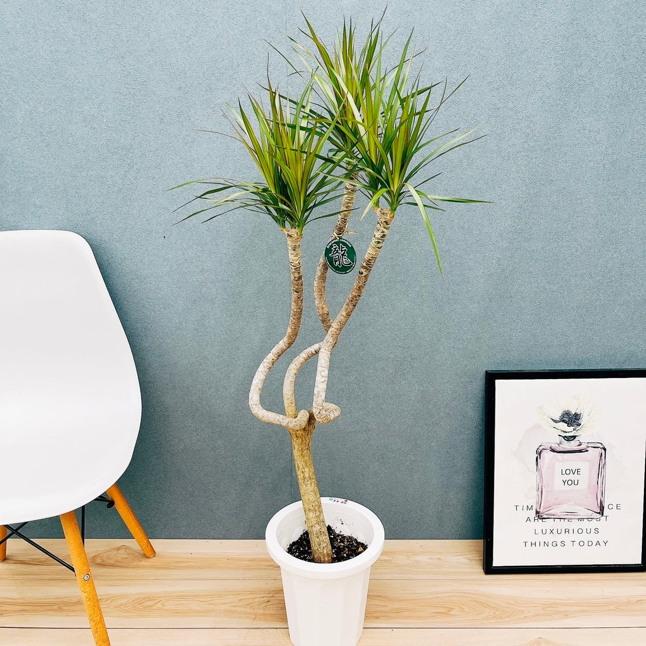 現品］63番 創樹 オリーブ ネバディロブランコ 7号 観葉植物