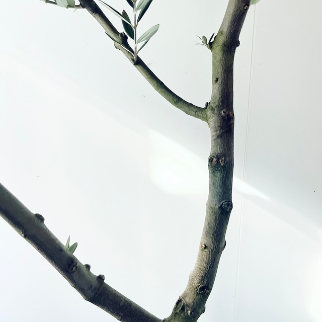 【一点もの】創樹 SOUJU オリーブ ピクアル 観葉植物 calm cafe