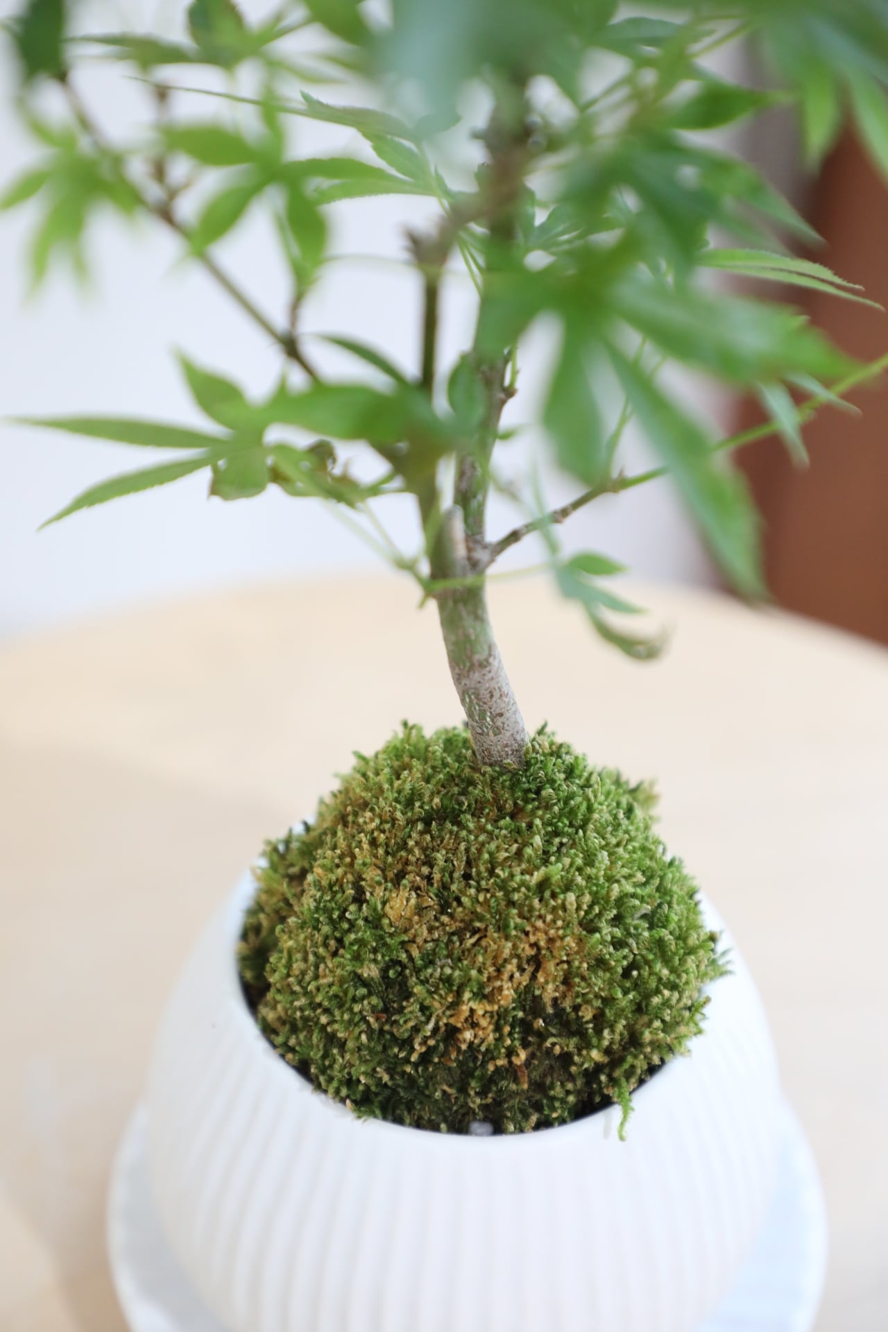 S】ヤマモミジ 盆栽/Japanese maple bonsai | 【厳選植物・器】MIDORI