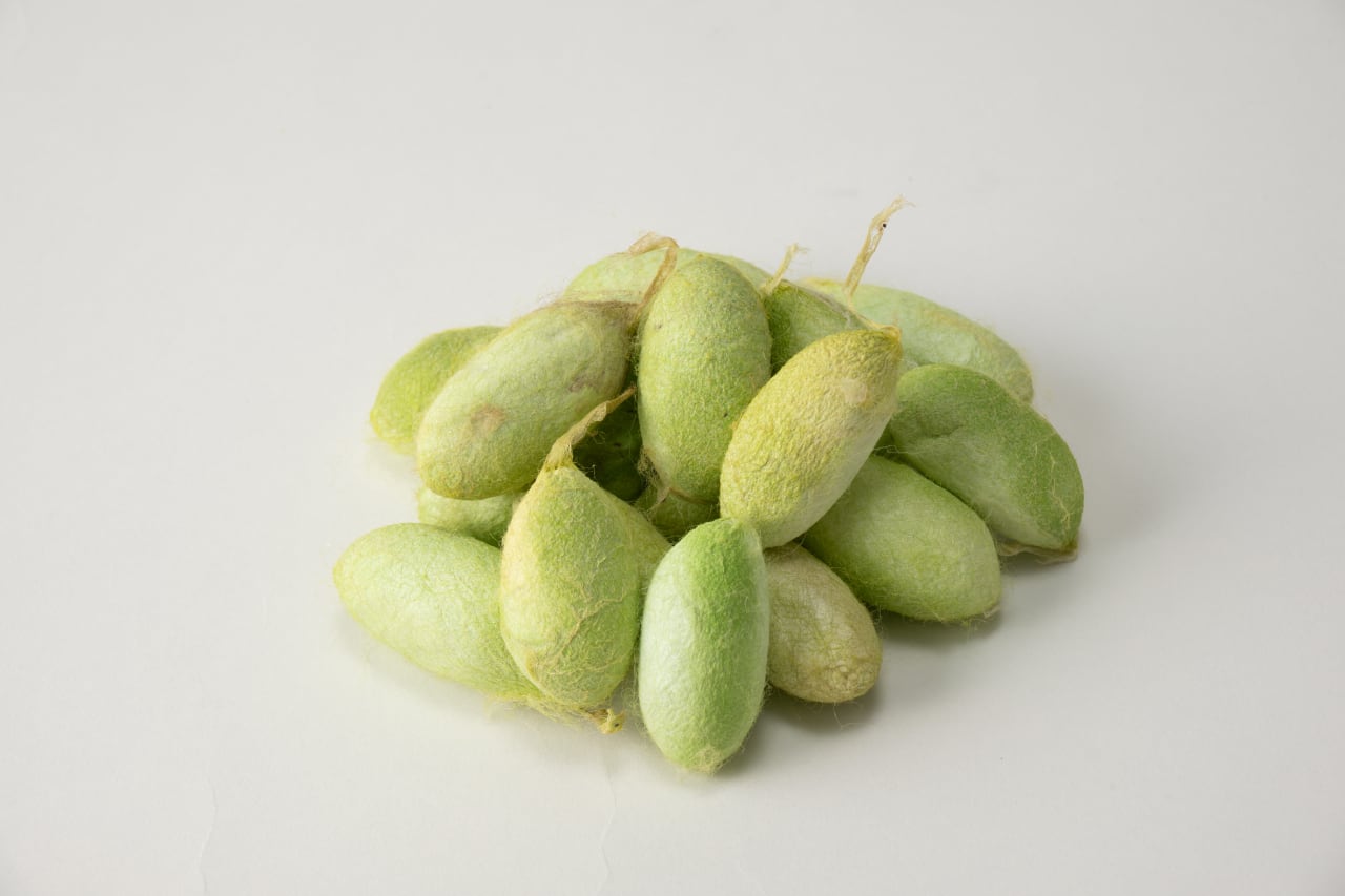 天蚕繭 | NAGANO HAND SILK ONLINE SHOP