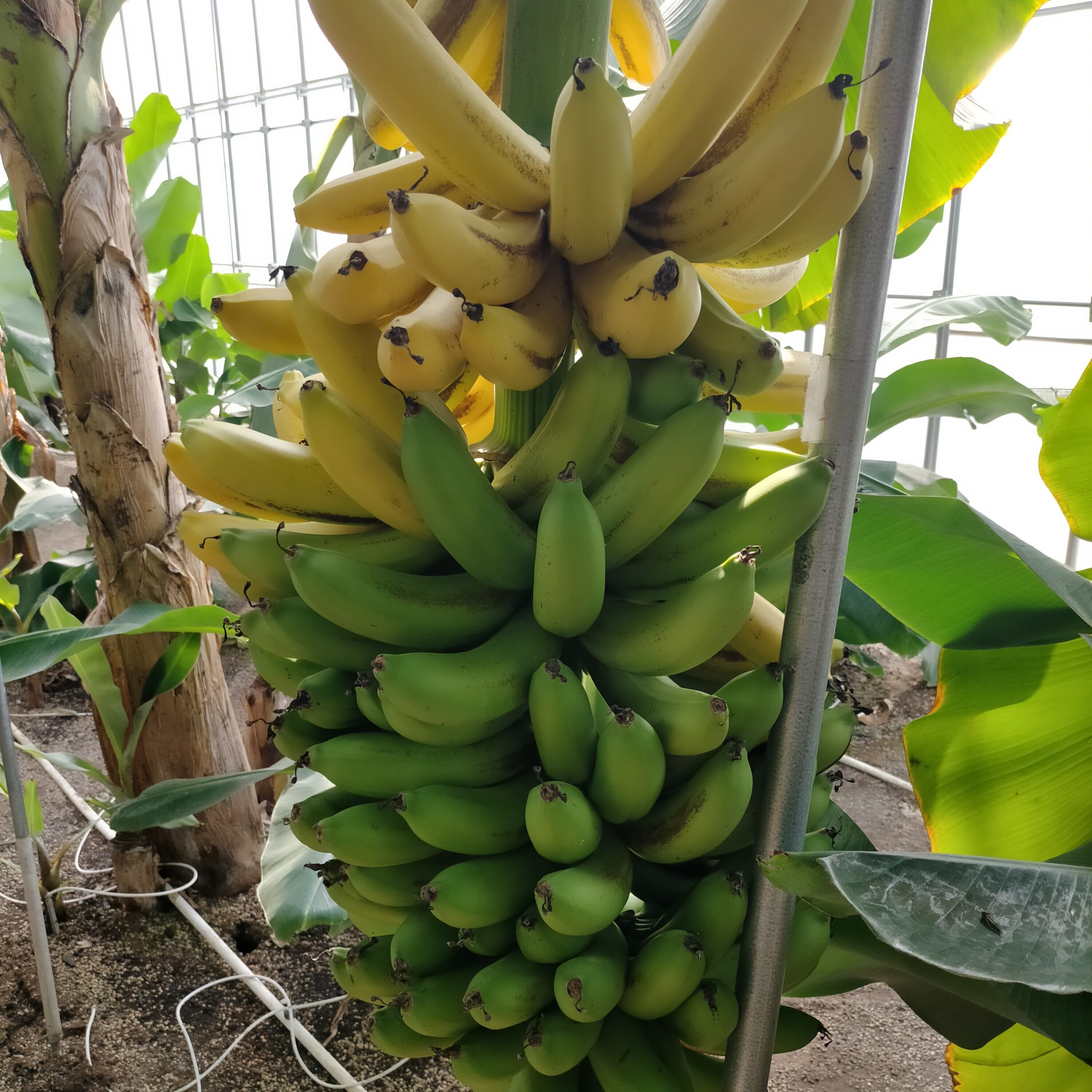 国内流通0.1%】幻のバナナ 国産グロスミッシェル 1 kg（冷凍）千葉県産