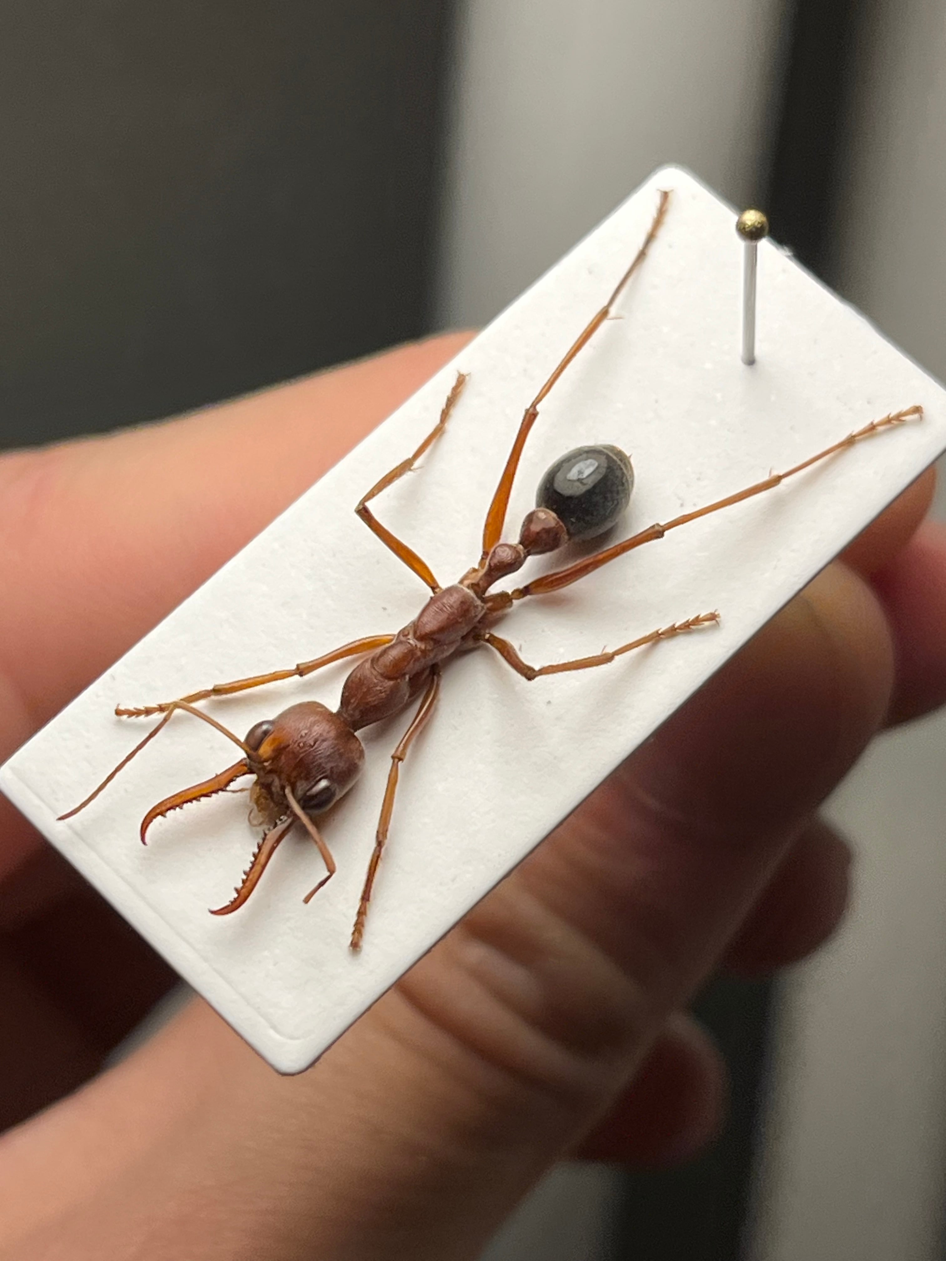 25mm】ブルドッグアント 標本 サスライアリドライバーアリ カマキリ