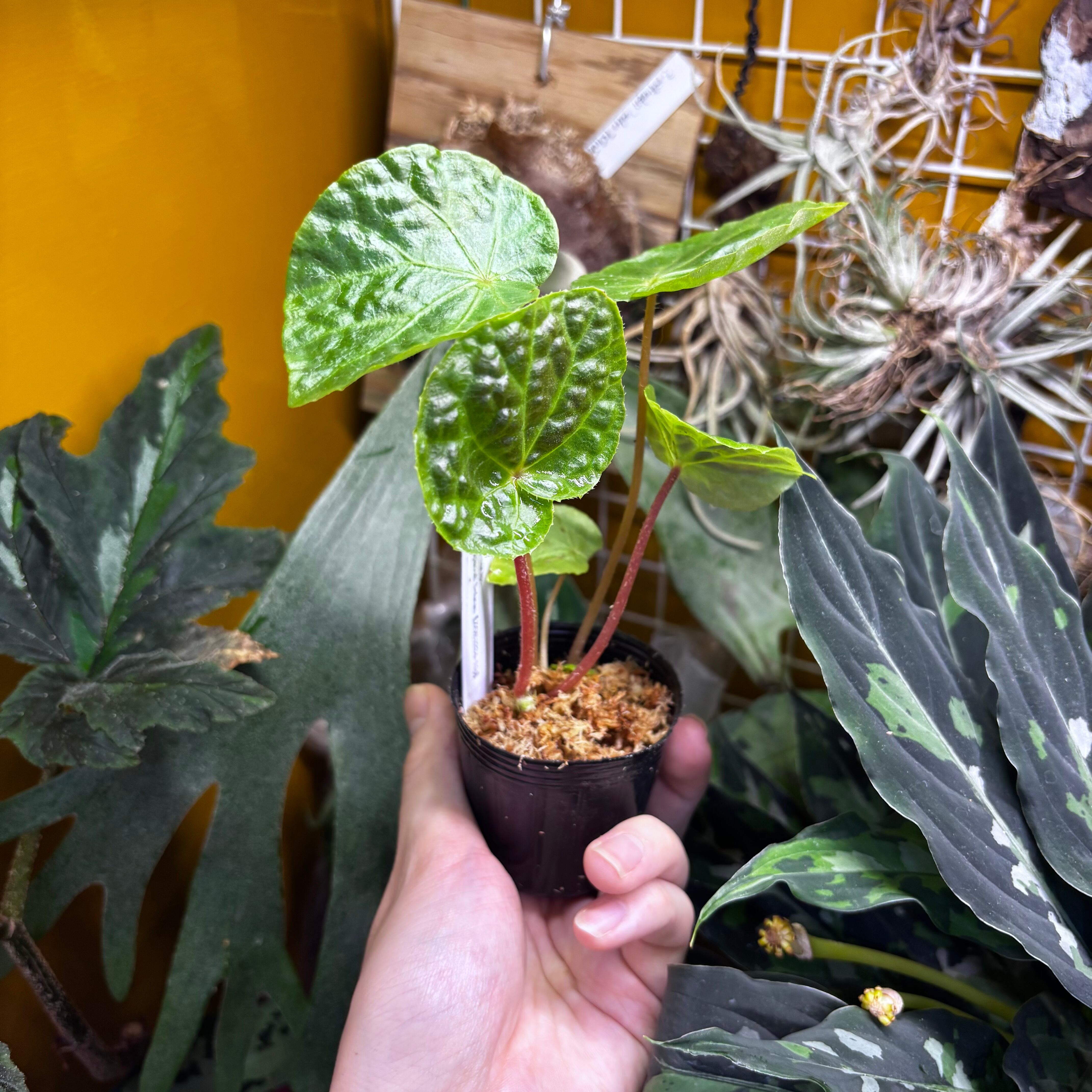 Begonia sp. Tapanuli Selatan【ZOE1224-11p】① | 熱帯雨林植物専門店