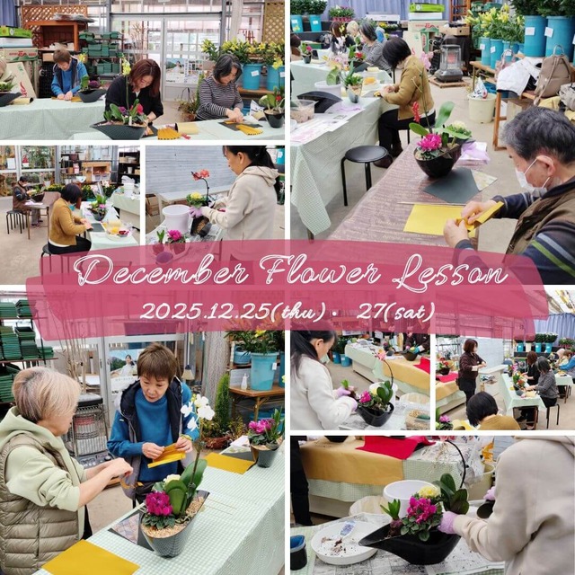 【12月フラワーレッスン】新年を上品に迎える！蘭の寄せ植え(fl2025-12-27)