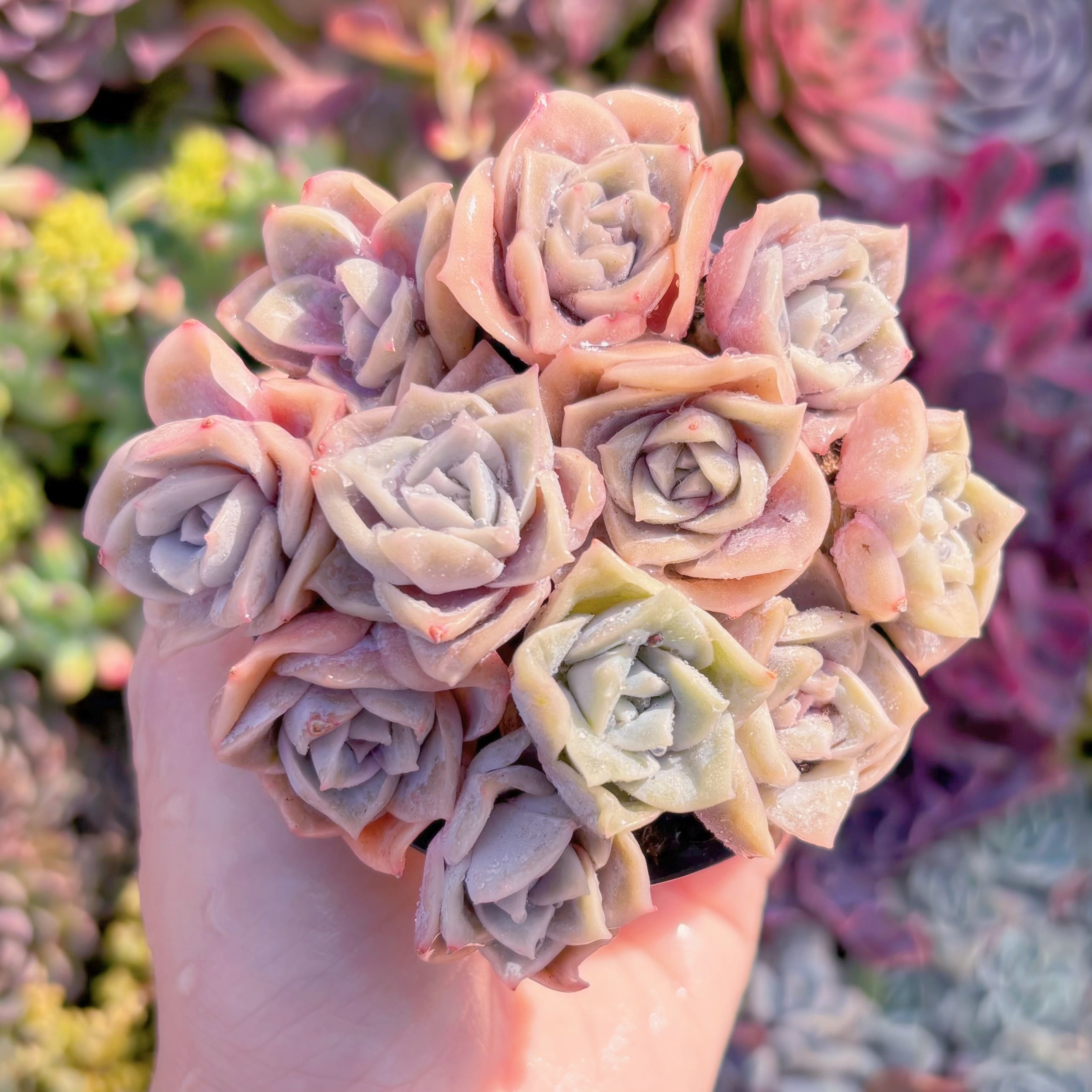 現品　ラブリーローズ#818　るる農園