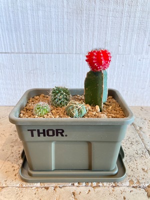 THOR ミニバケツ サボテン植え込みセット（モスグリーン）