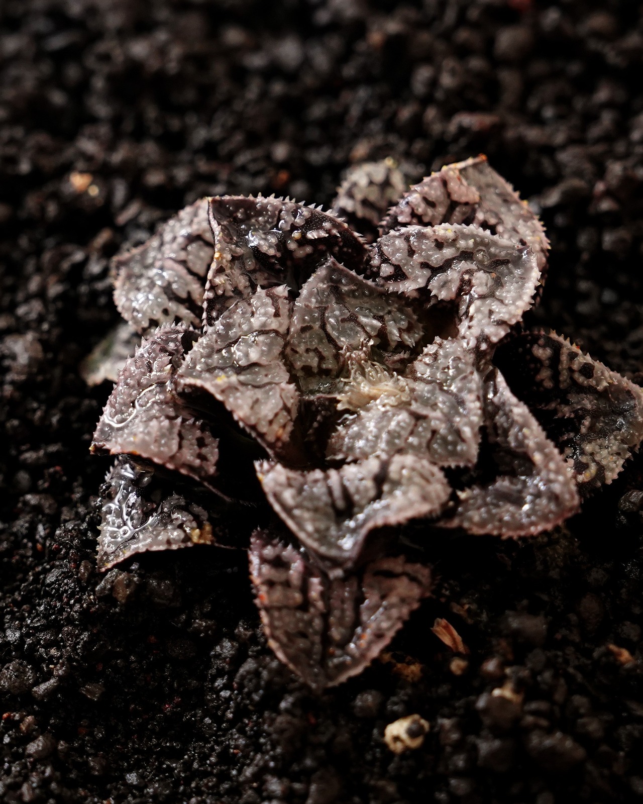 一部発根済カット苗 ハオルチア ブルーダイヤモンド M Haworthia 'Blue Diamond'