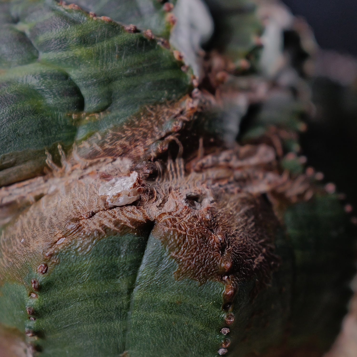 超厳選株】大株 最大幅約9.8cm 仔吹き 円扇綴化 オベサ