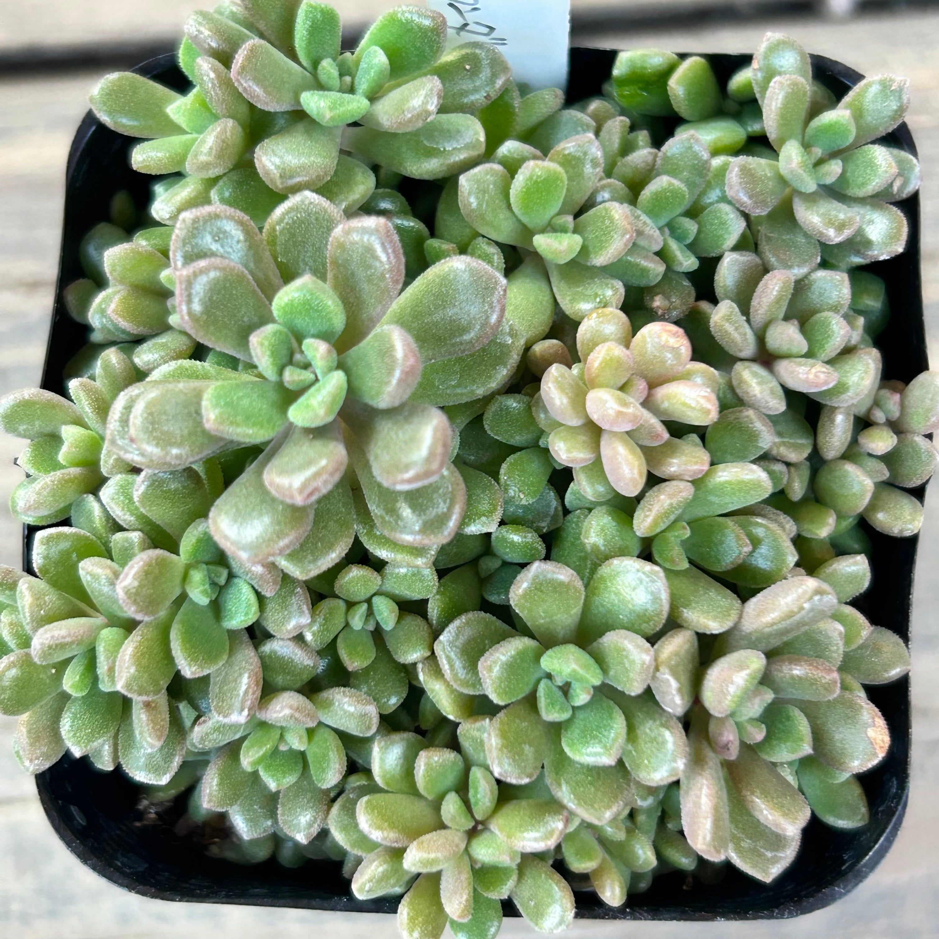 だるま姫秀麗xスプリングワンダ(匠園芸) | RuPo 多肉植物専門店