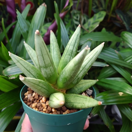 サンスベリア ヘッジホッグ 5 Sansevieria Hedgehog