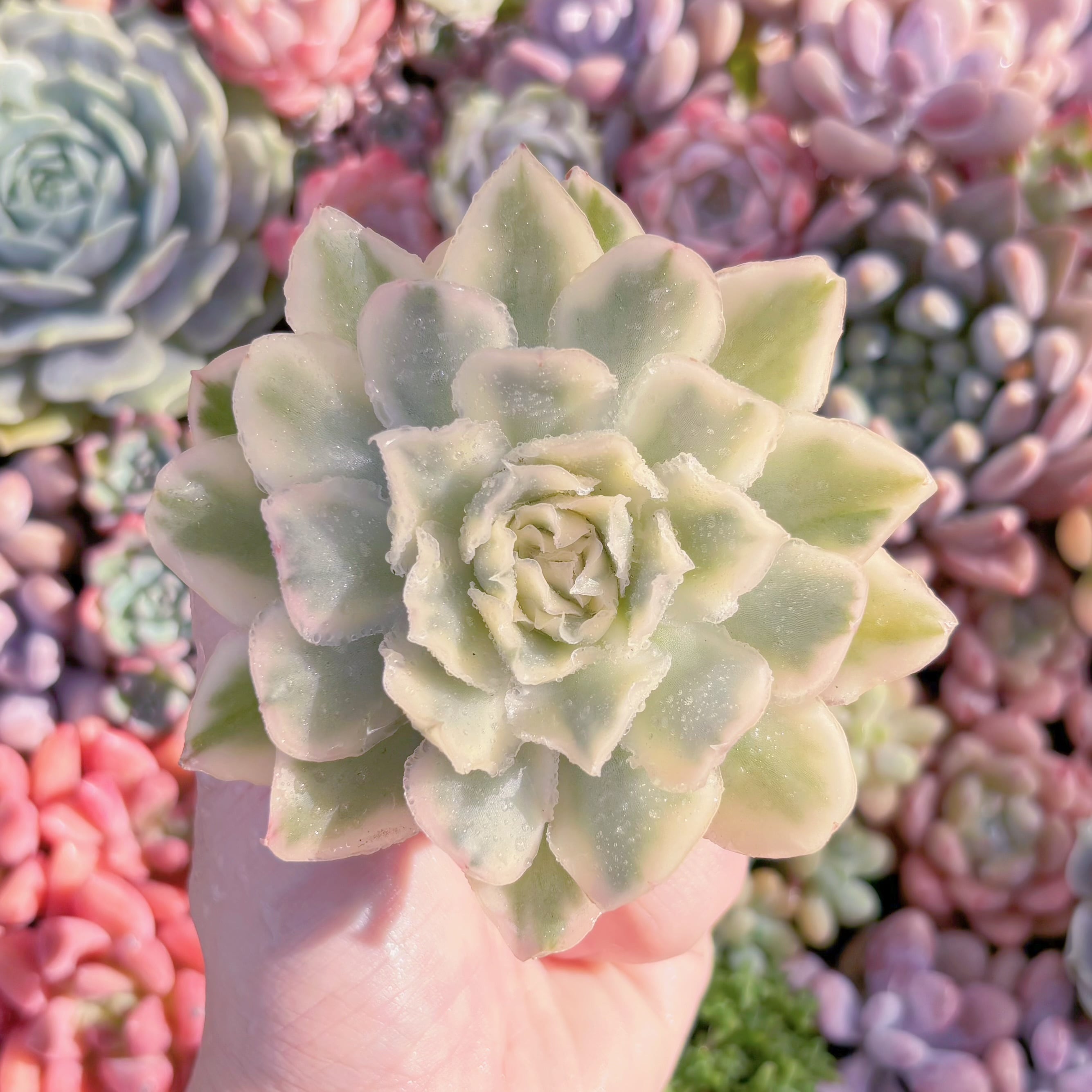 多肉植物　パープルバタフライ錦　新入荷　るる農園