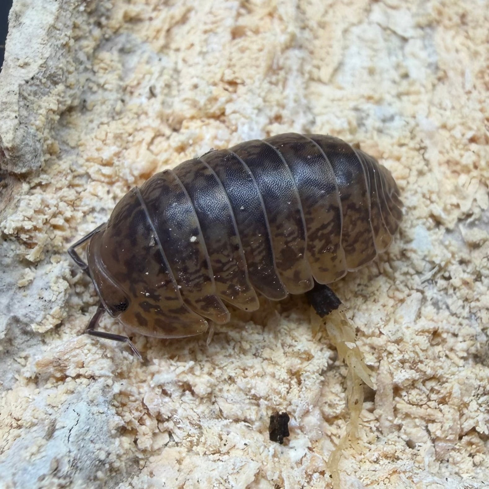 ダンゴムシ | 昆虫ショップ BUG FOREST 【カブト、クワガタ