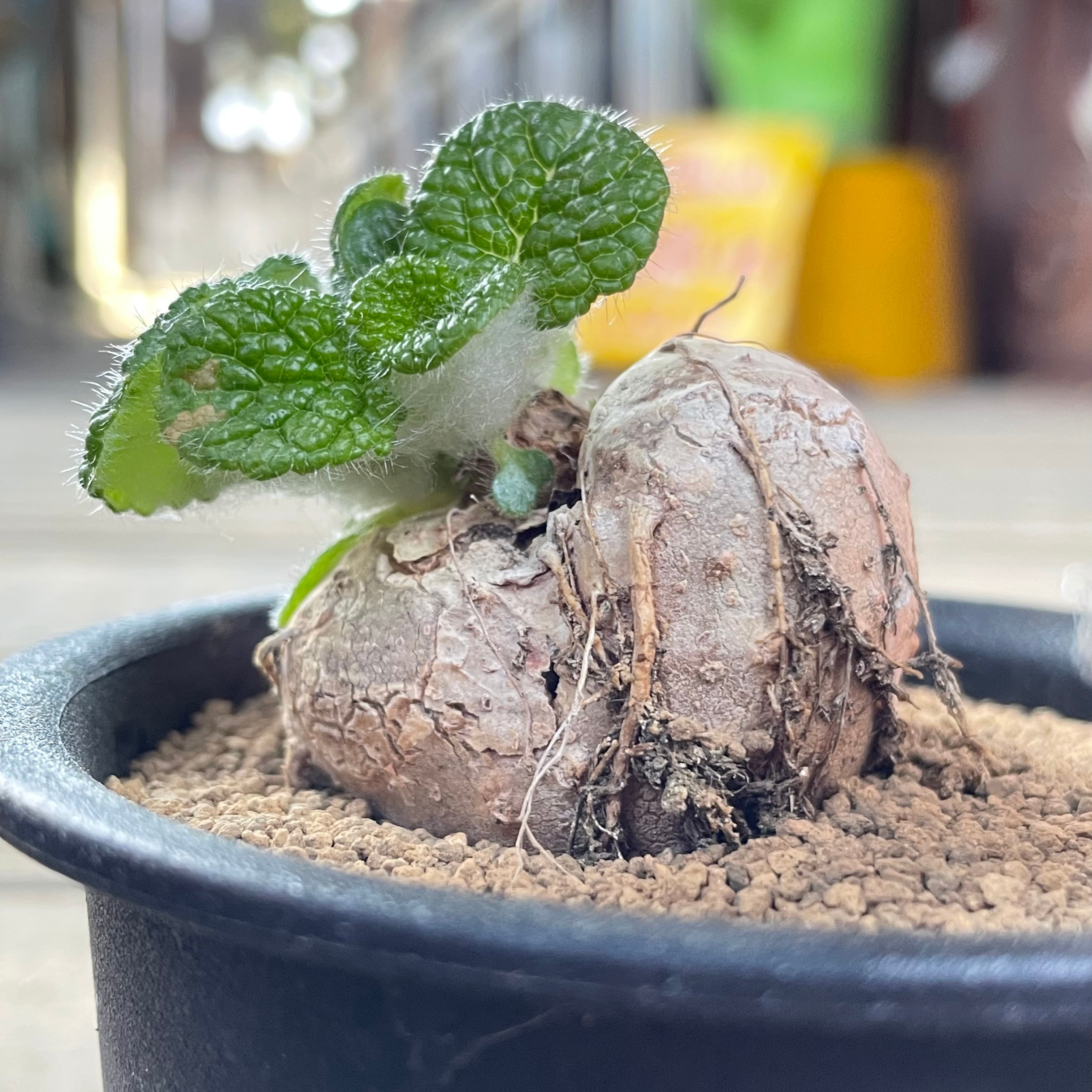T)ブラータ シンニンギア | RuPo 多肉植物専門店