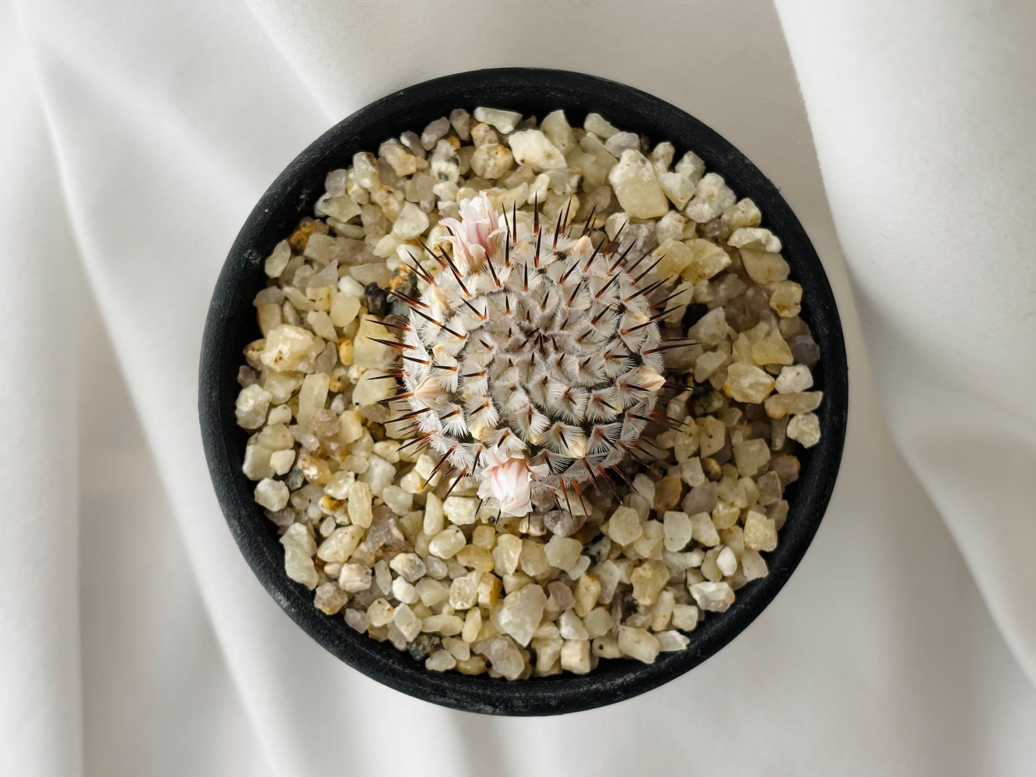 Mammillaria perezdelarosae andersoniana マミラリア ペレスデラロサ