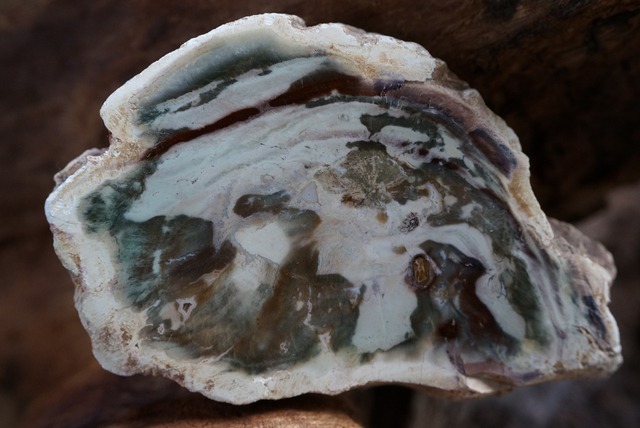 珪化木 Araucarioxylon ①