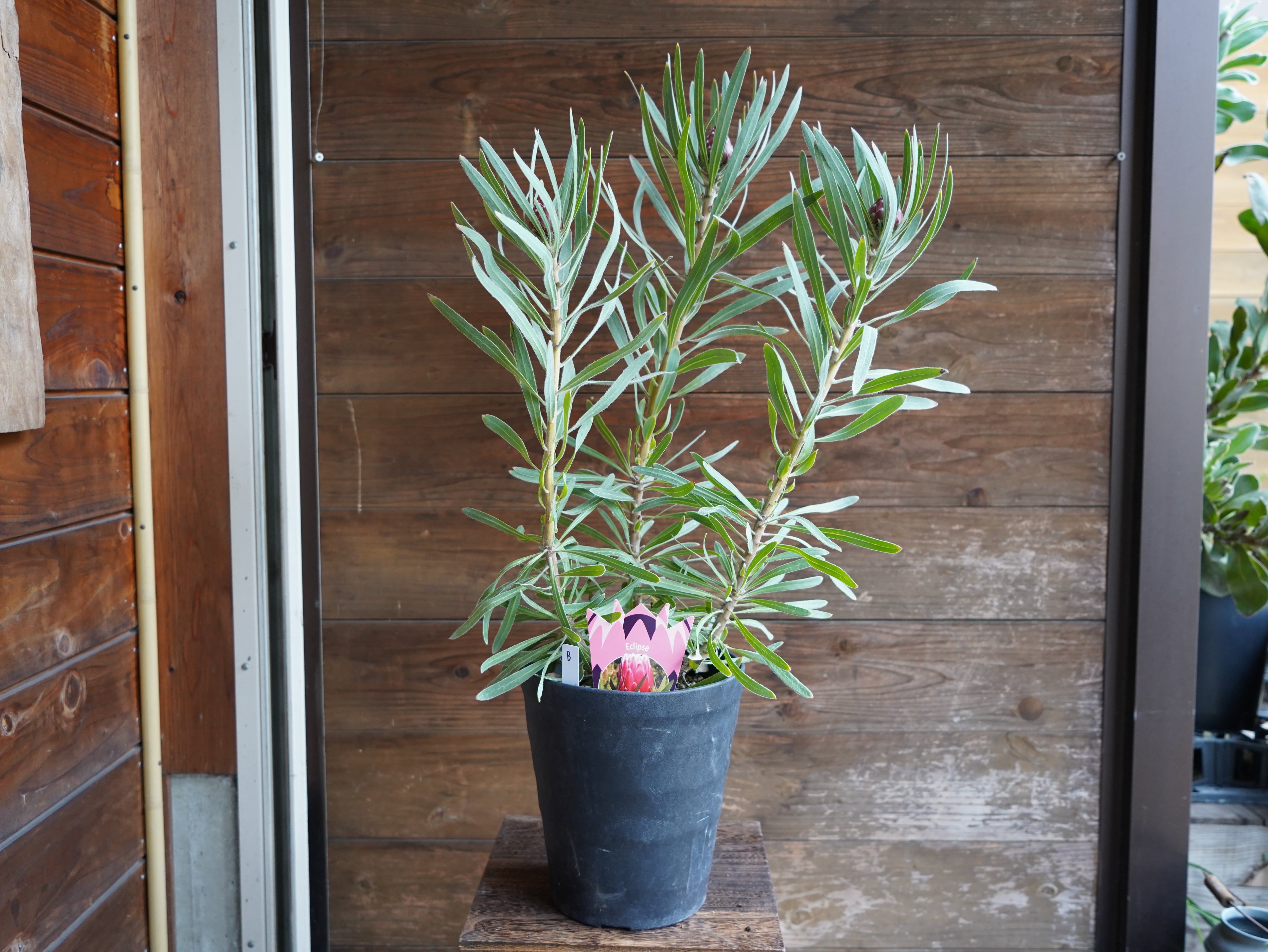 【現物】プロテア　”エクリプス”　B