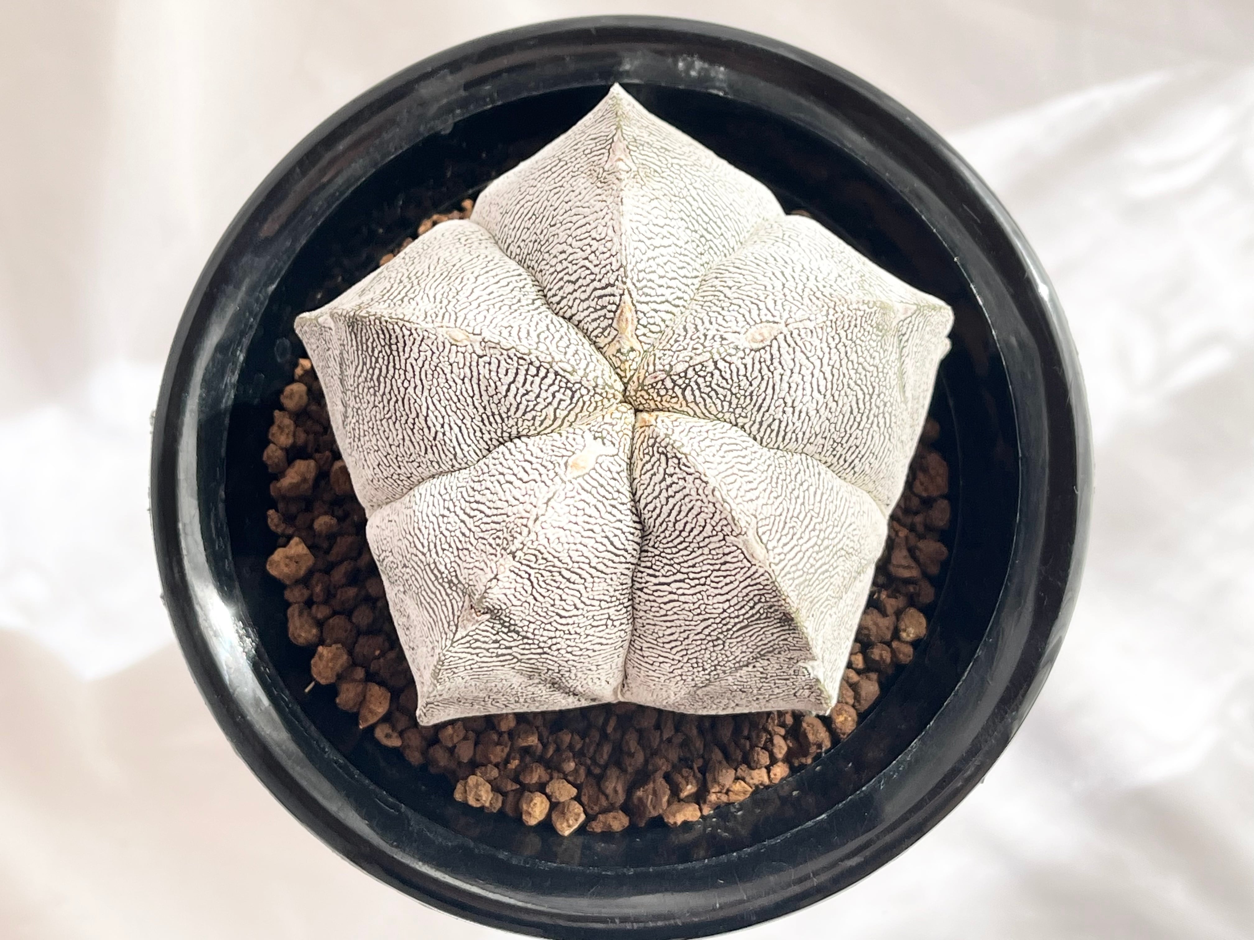 Astrophytum myriostigma アストロフィツム ランポー玉 恩塚鸞鳳玉