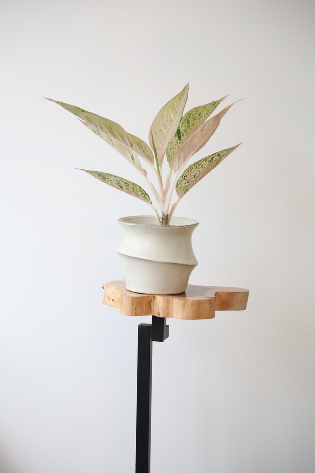 【希少】【S】アグラオネマ ピンクメロン/Aglaonema Pink melon ※陶器鉢カバー付き