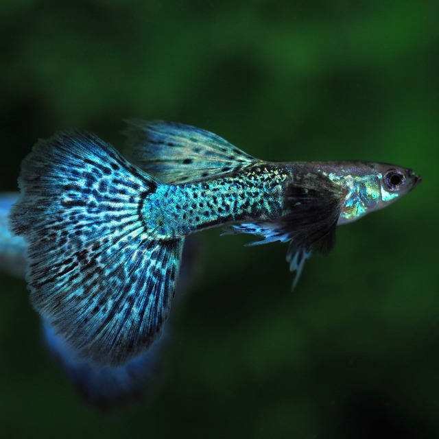 【現物】ブルードラゴン　2ペア