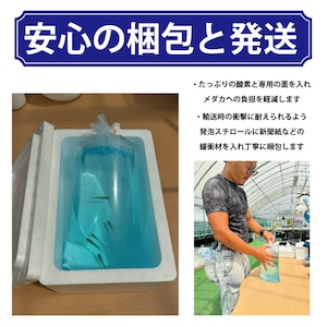 【1ペア】　(新)凛　　　夢中めだか様直系　