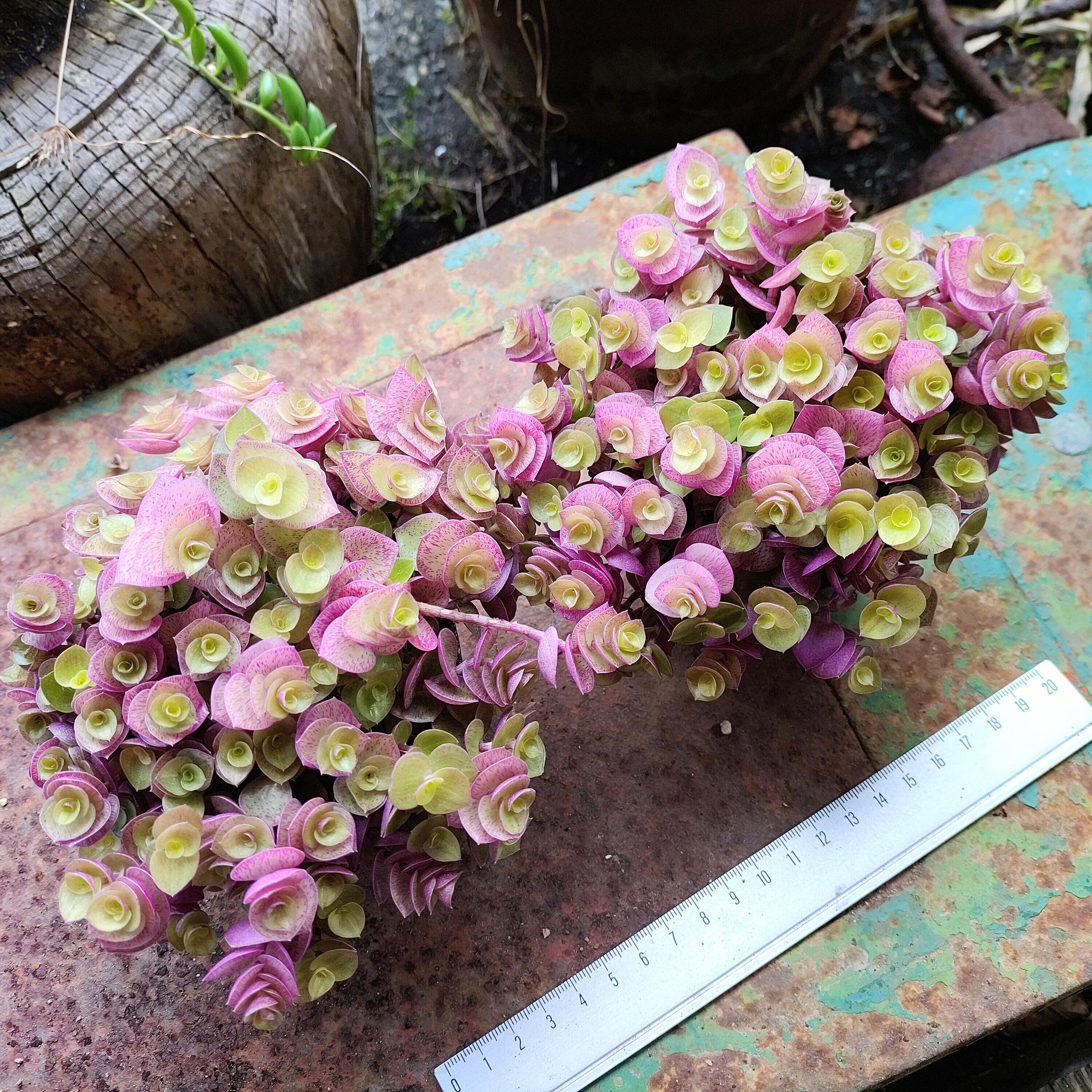 桜色カリシア | RuPo 多肉植物専門店