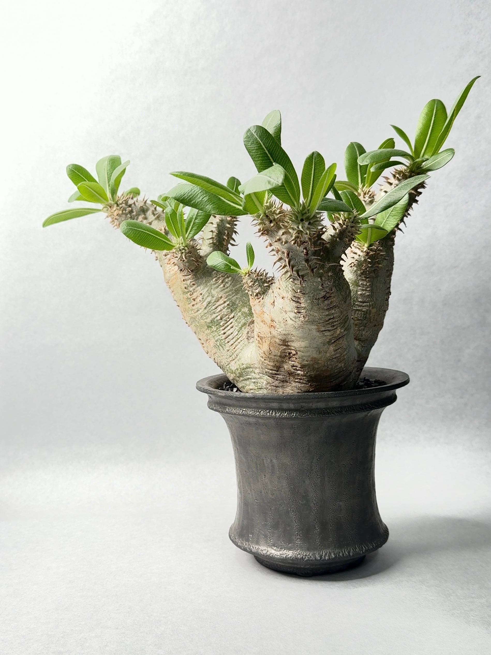 パキポディウム・エブレネウム | trigger