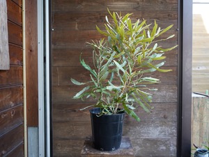 【現物】バンクシア　”メンジーシー”　