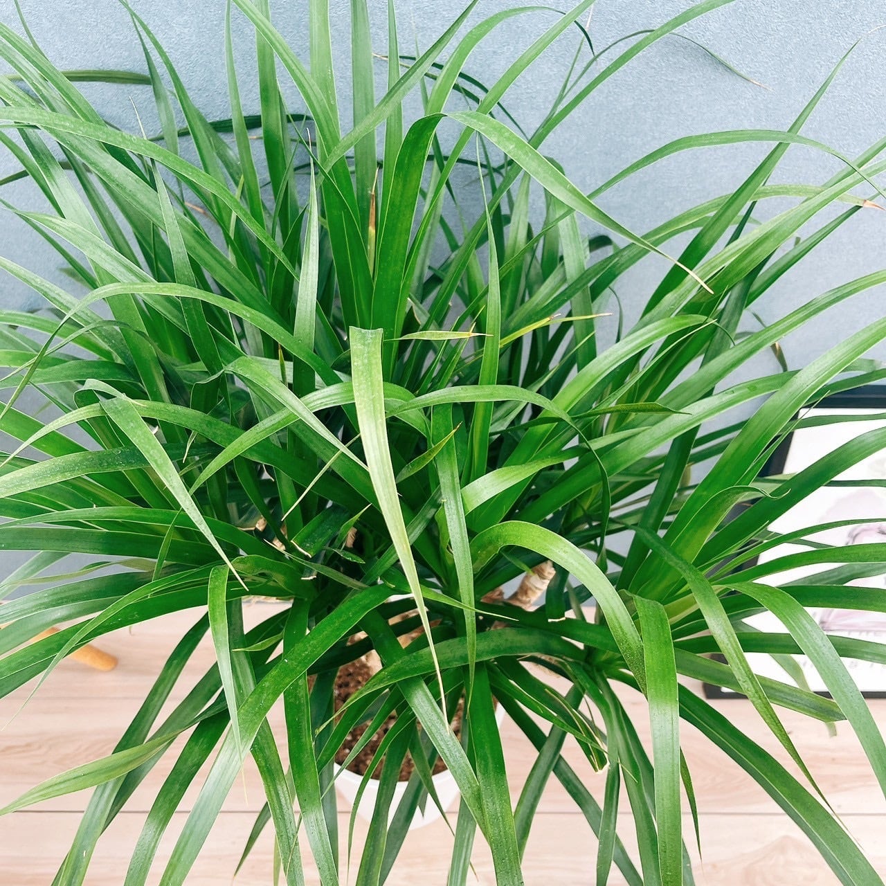 現品］【希少】30番 ドラセナ カンボジアーナ 観葉植物 レア 室内 幸福