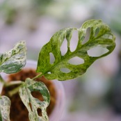 Monstera adansonii Mottled / モンステラ アダンソニー ミント⑨ / 観葉植物<育て方・花言葉>