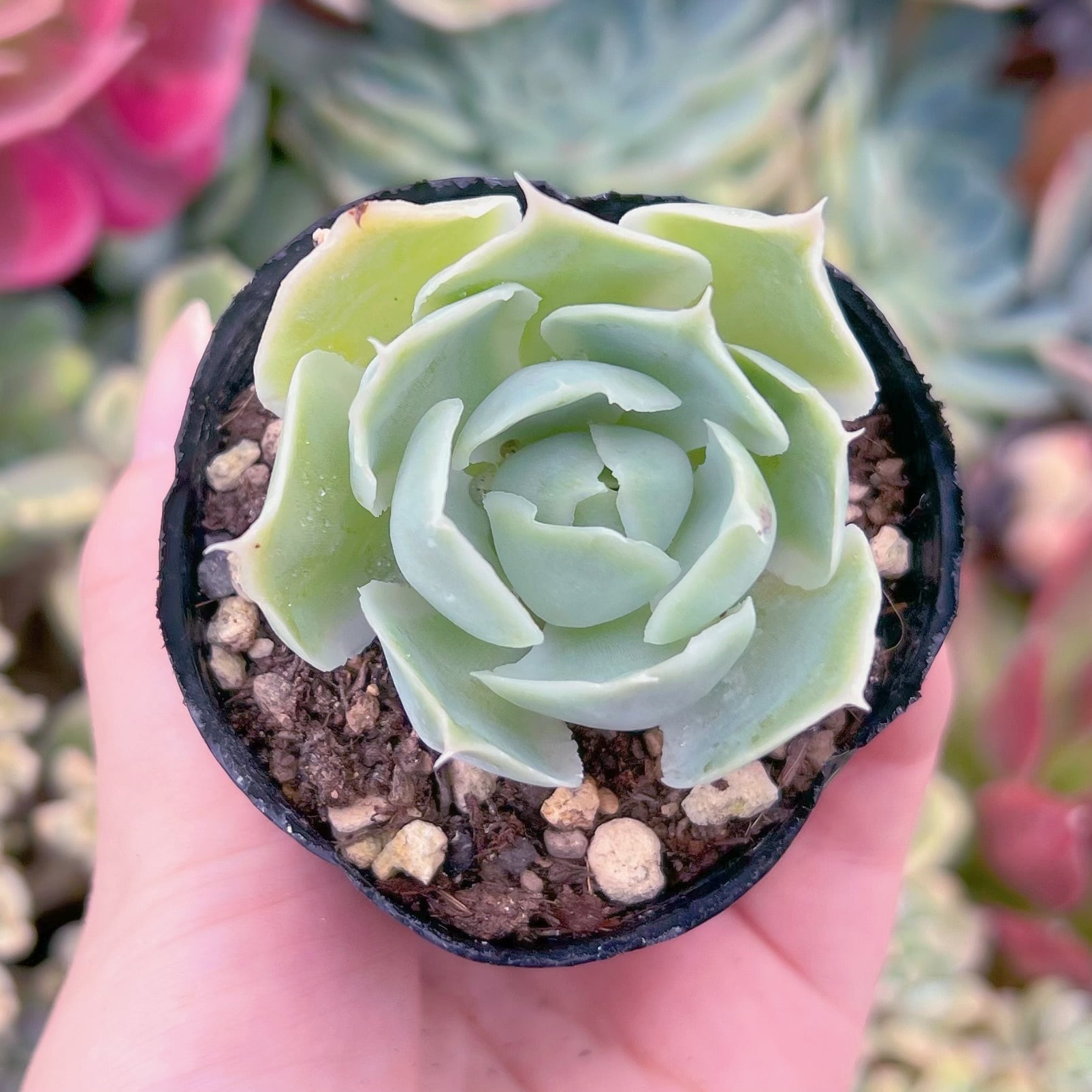 現品　シムランス#B03　るる農園