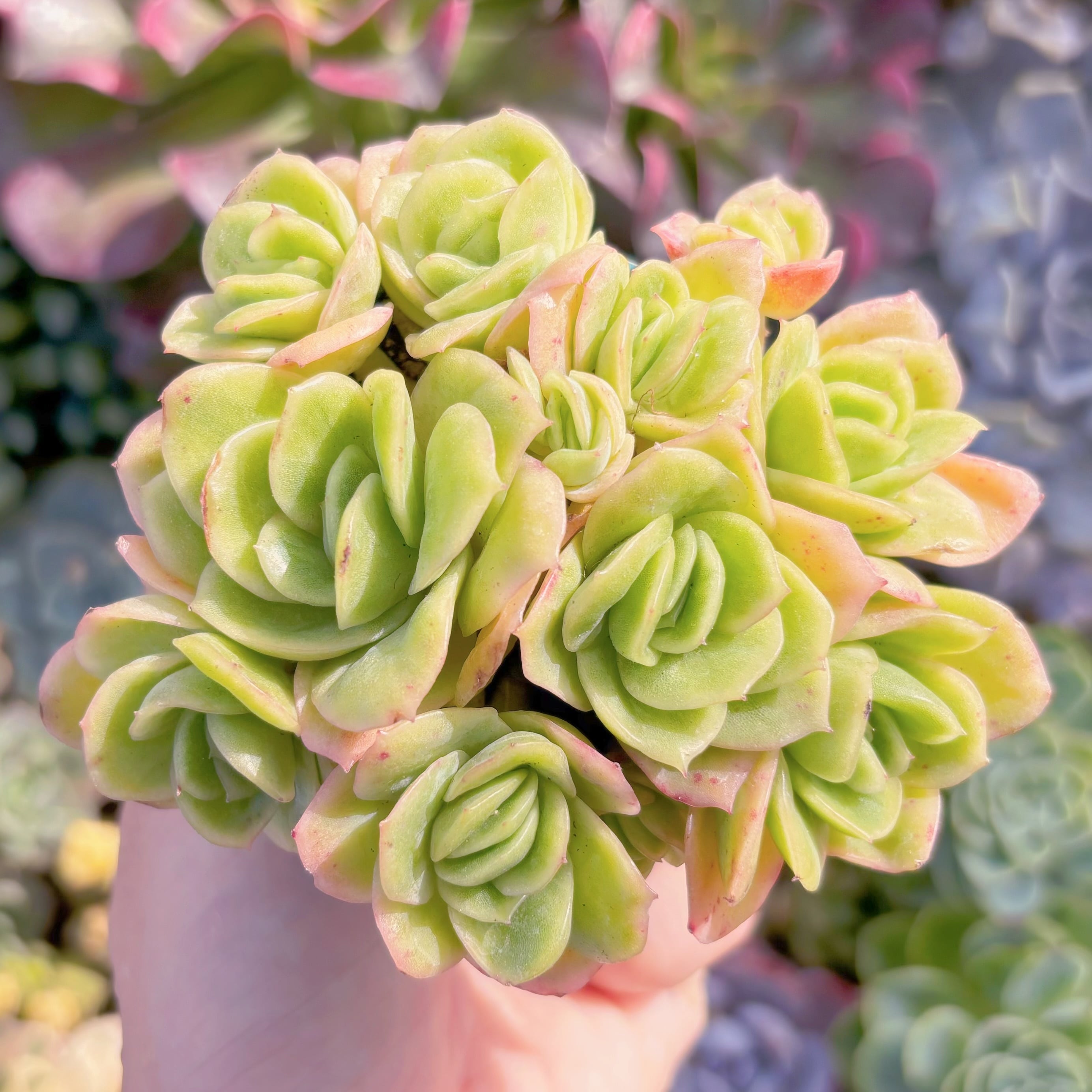 多肉植物　アイスラブリーローズ錦　群生　るる農園
