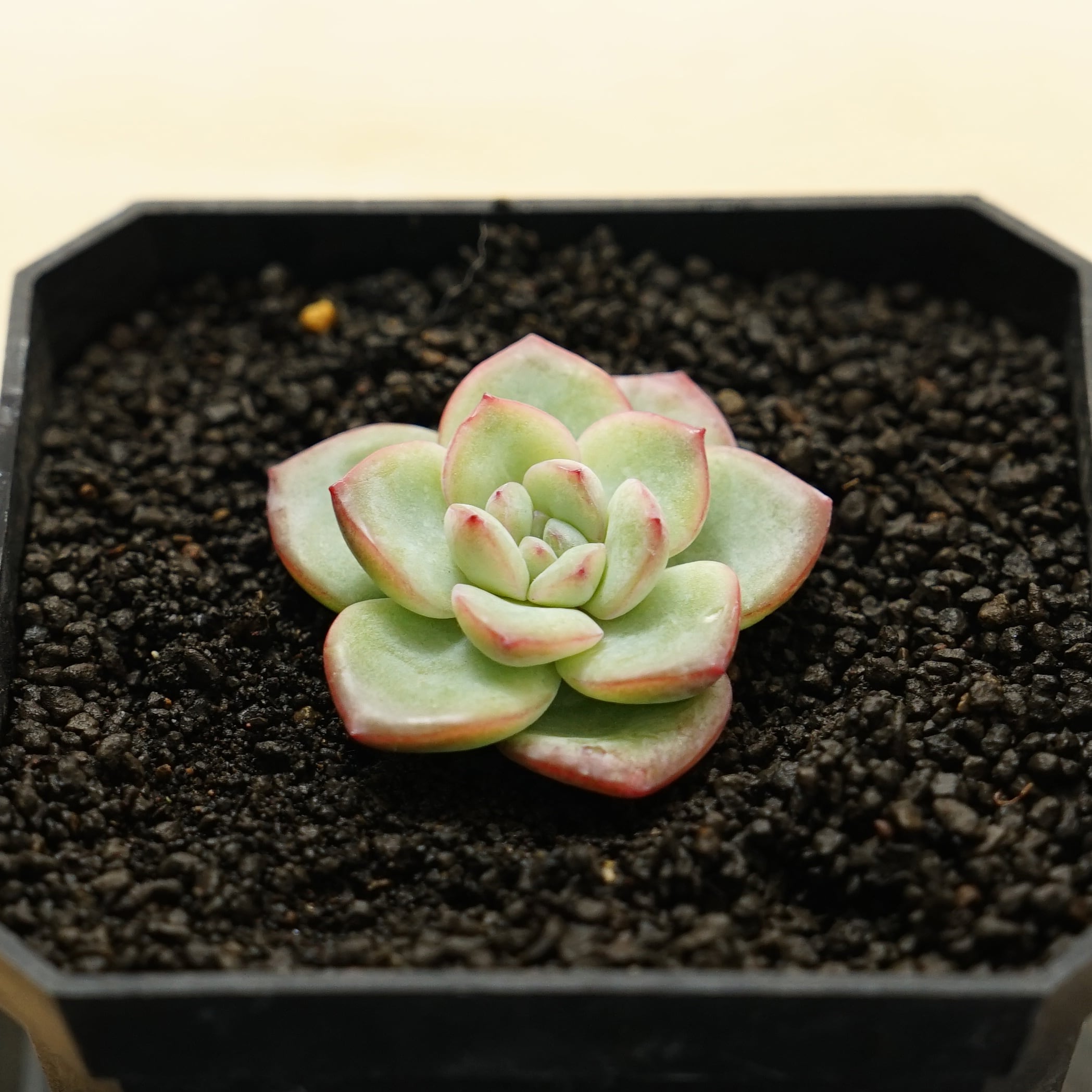 カット苗 センセーション Echeveria 