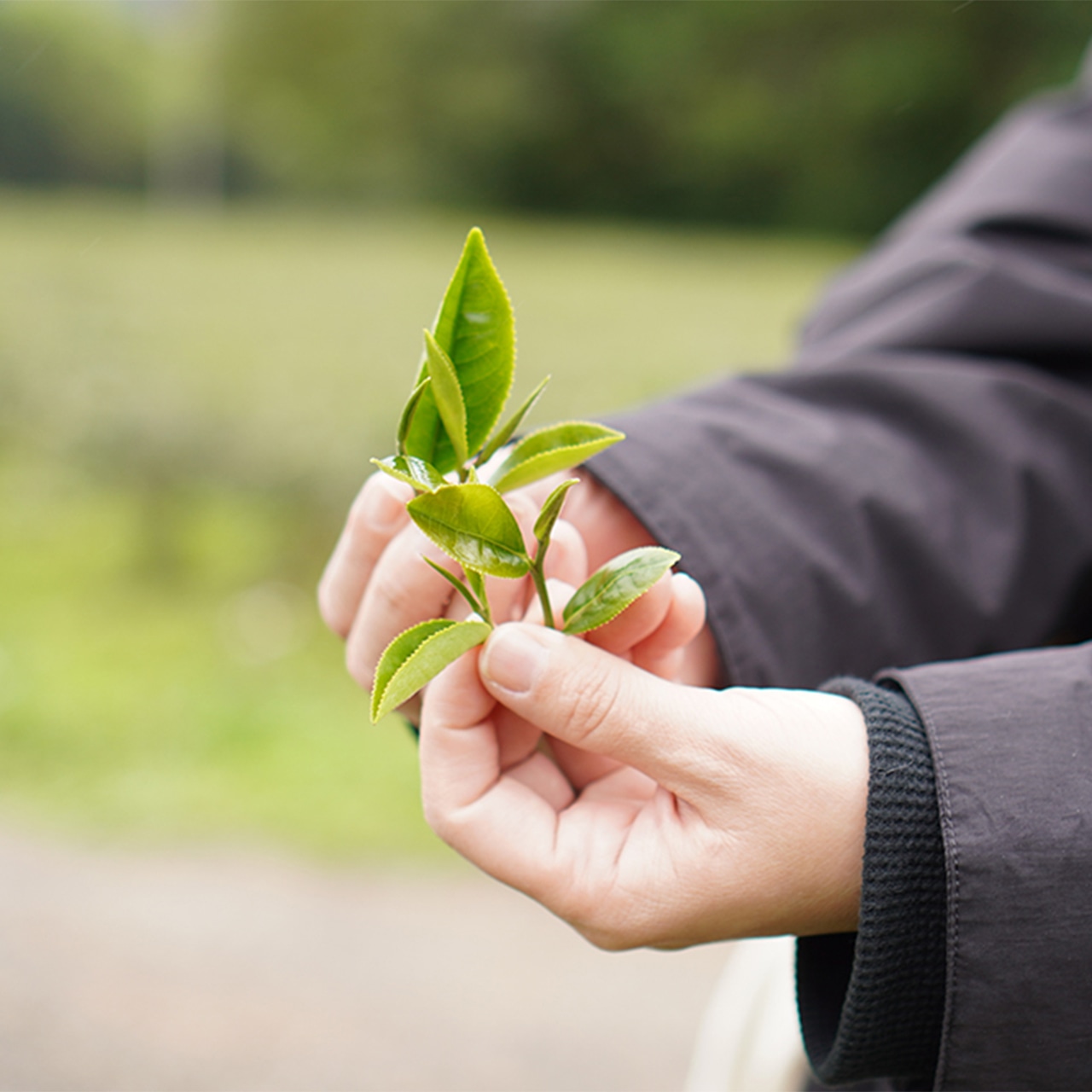 送料無料|ティーバッグ 2P TRIAL (3種類) お試しセット・画像12