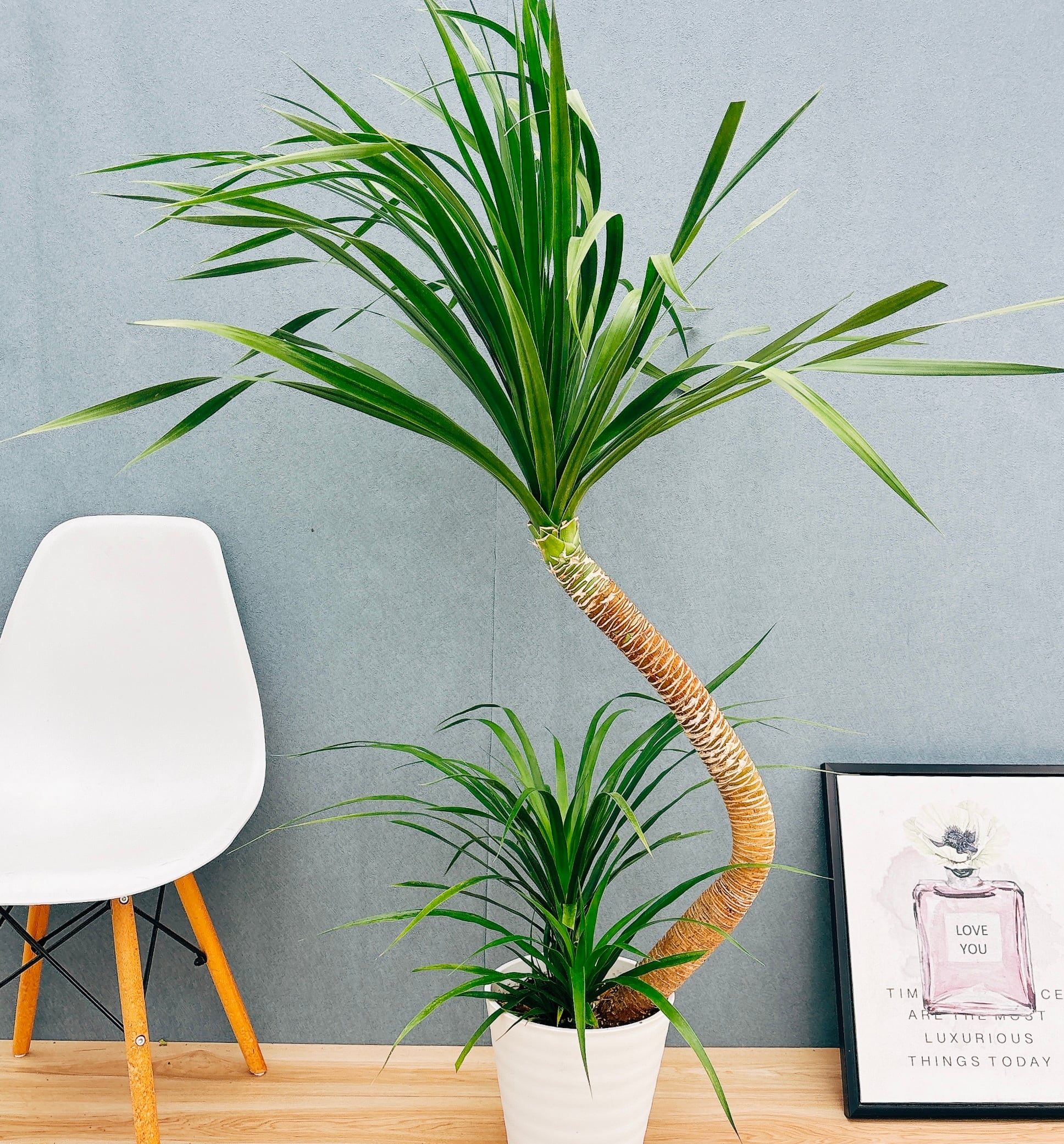 現品］3番 フィカス アルテシマ 8号 観葉植物 室内 大型 ゴムの木