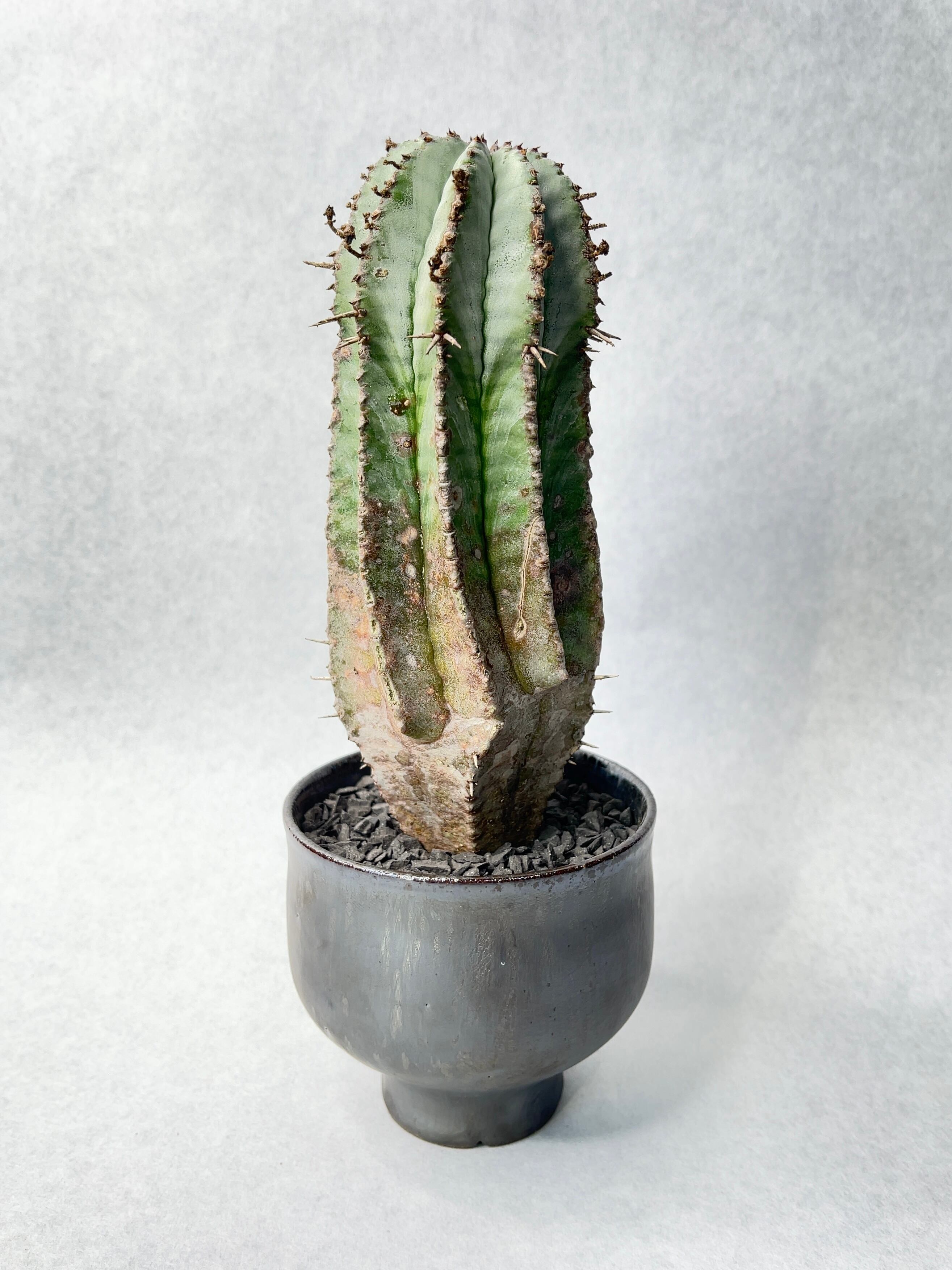 ユーフォルビア・ホリダ | trigger