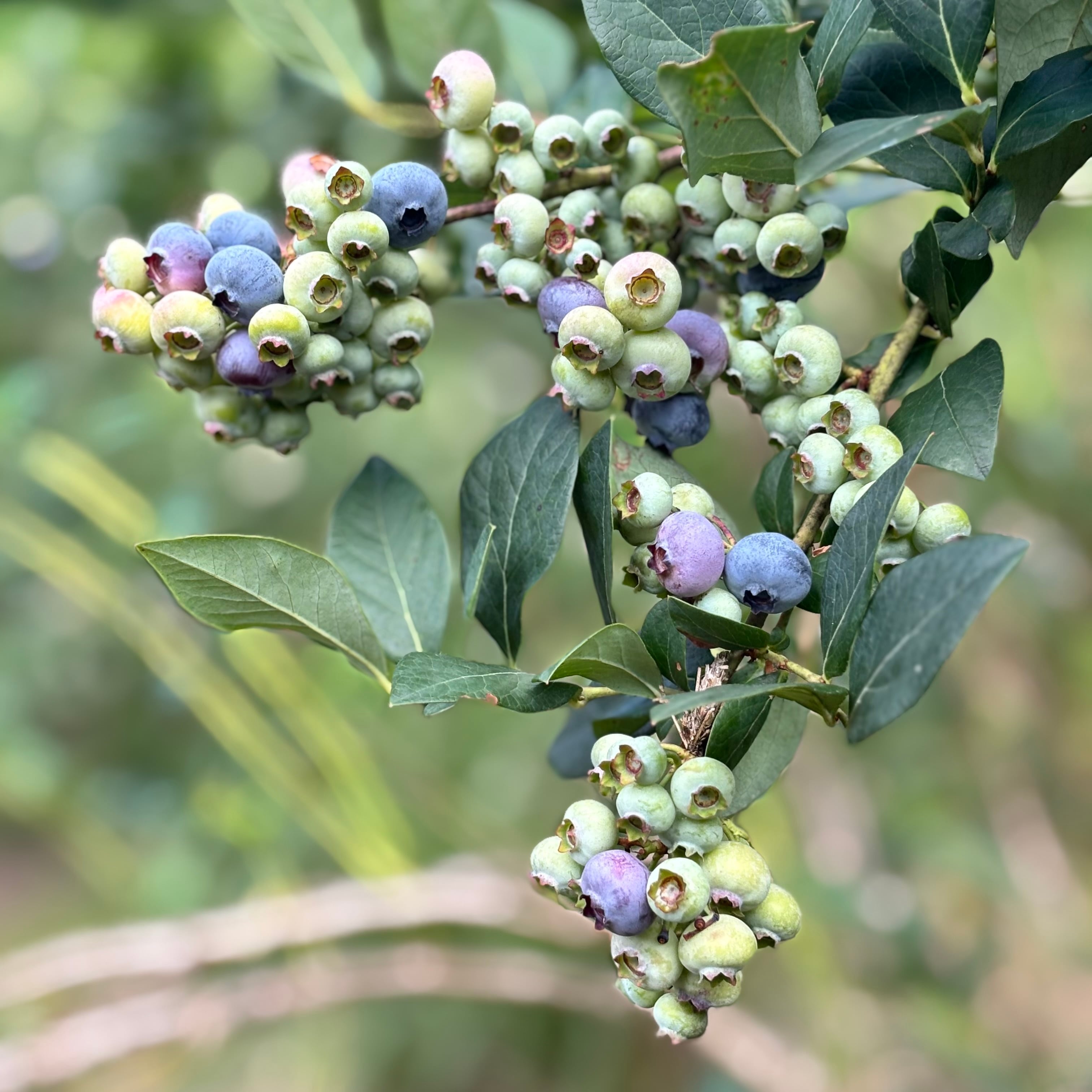 品種（完熟）エリオット2kg 冷凍ブルーベリー無肥料無農薬 | りくんこ