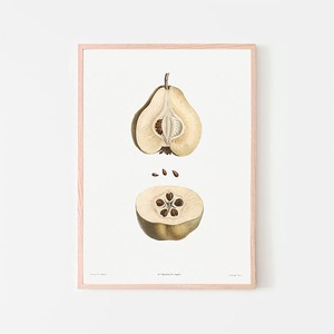 洋ナシの断面 / ポスター 写真 ミニマル クリエイティブ ラフランス 果実 種 断面 果物 イラスト アートプリント